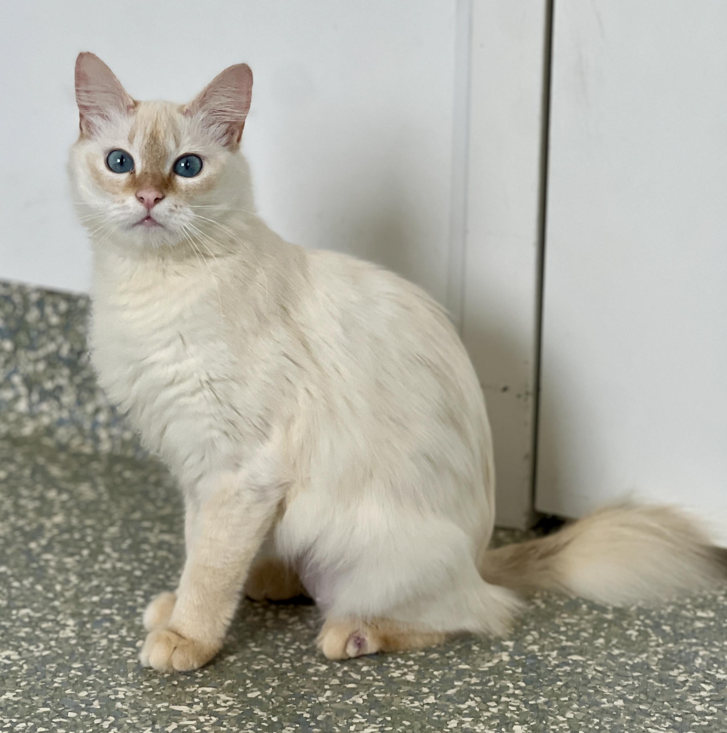 Enlarge Lanquid, an adopted Domestic Long Hair in Waldport, OR image 1/3