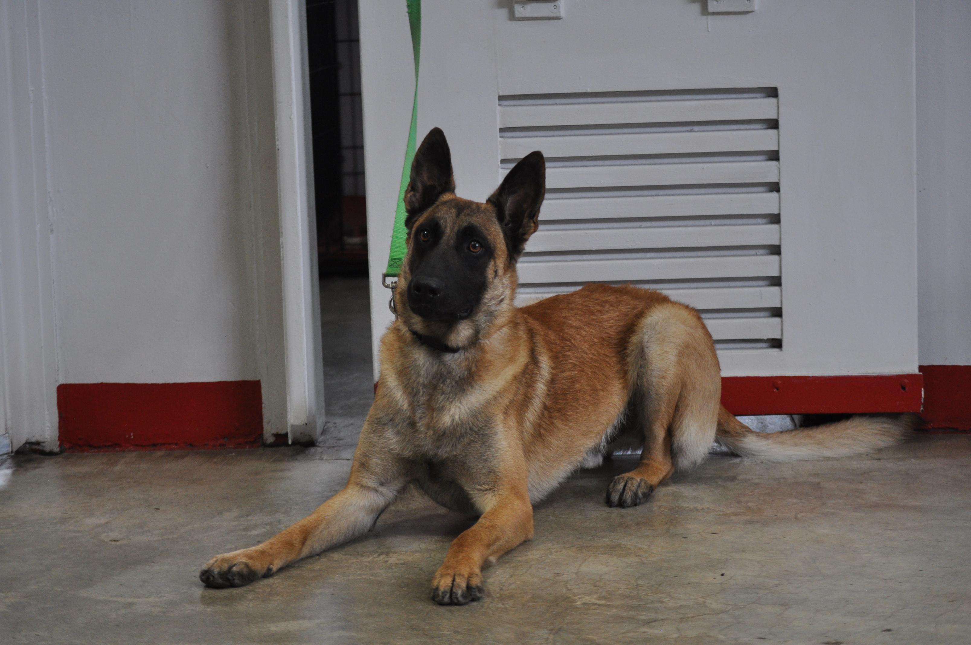 BOHDY-TRAINED DOG photo 2