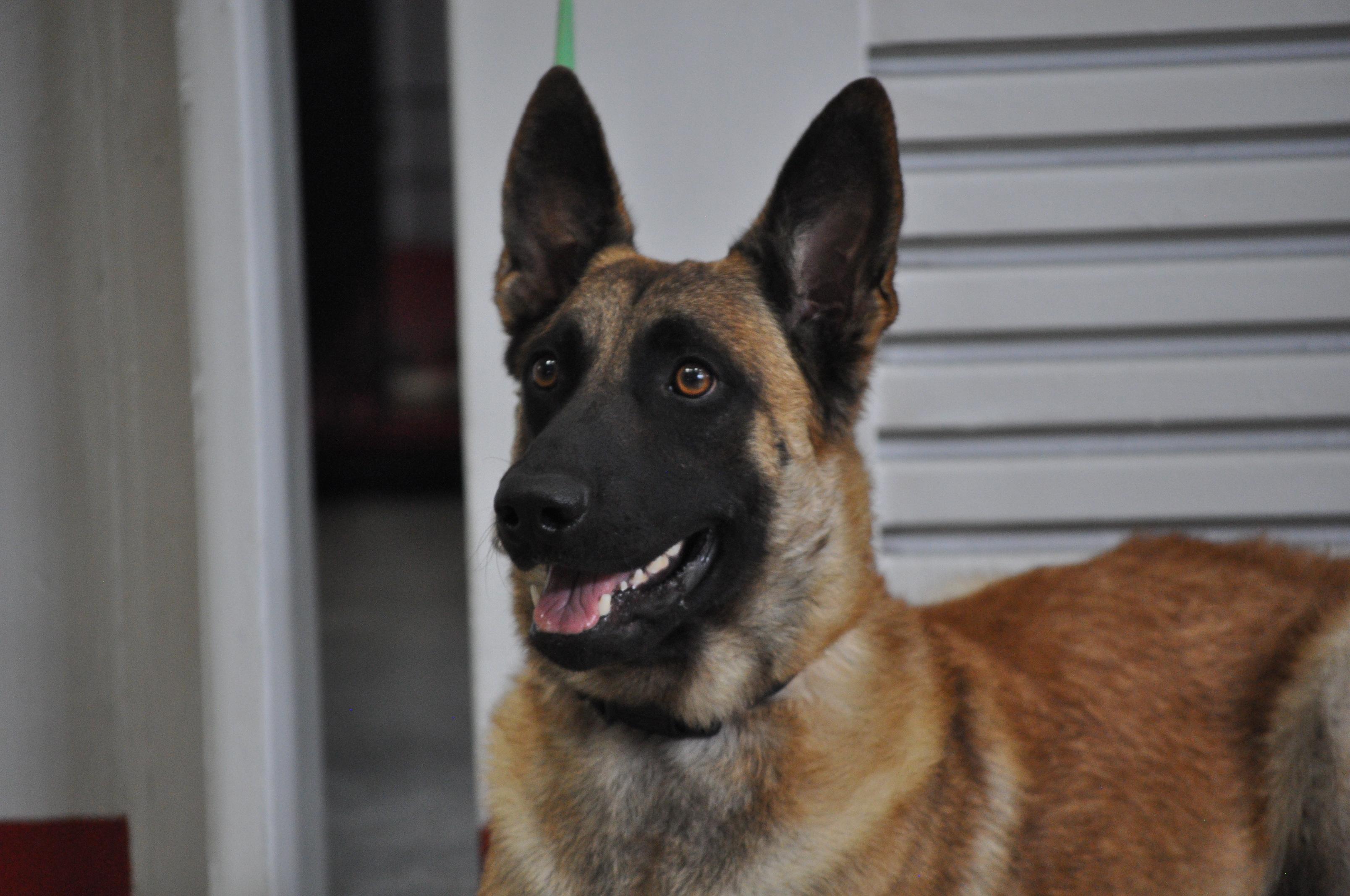 BOHDY-TRAINED DOG