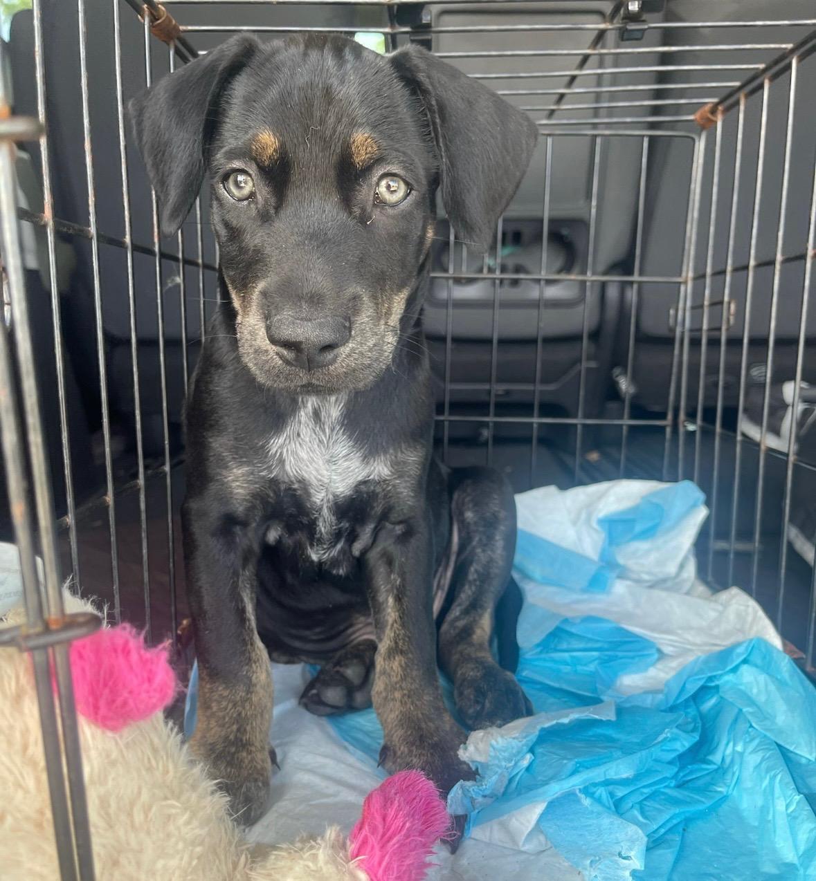 Mango - The Green-Eyed Guy, a Adopted mixed breed in Boston, MA image 2/6