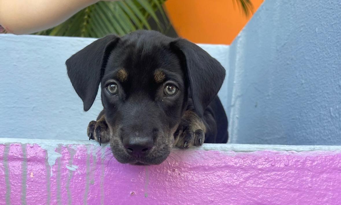 Mango - The Green-Eyed Guy, a Adopted mixed breed in Boston, MA image 5/6