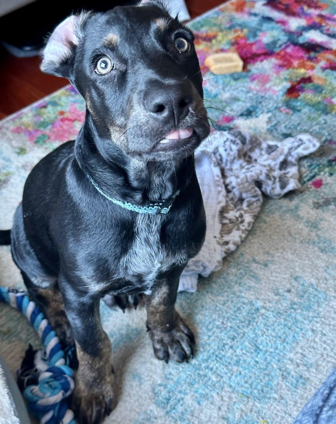 Mango - The Green-Eyed Guy, a Adopted mixed breed in Boston, MA image 6/6