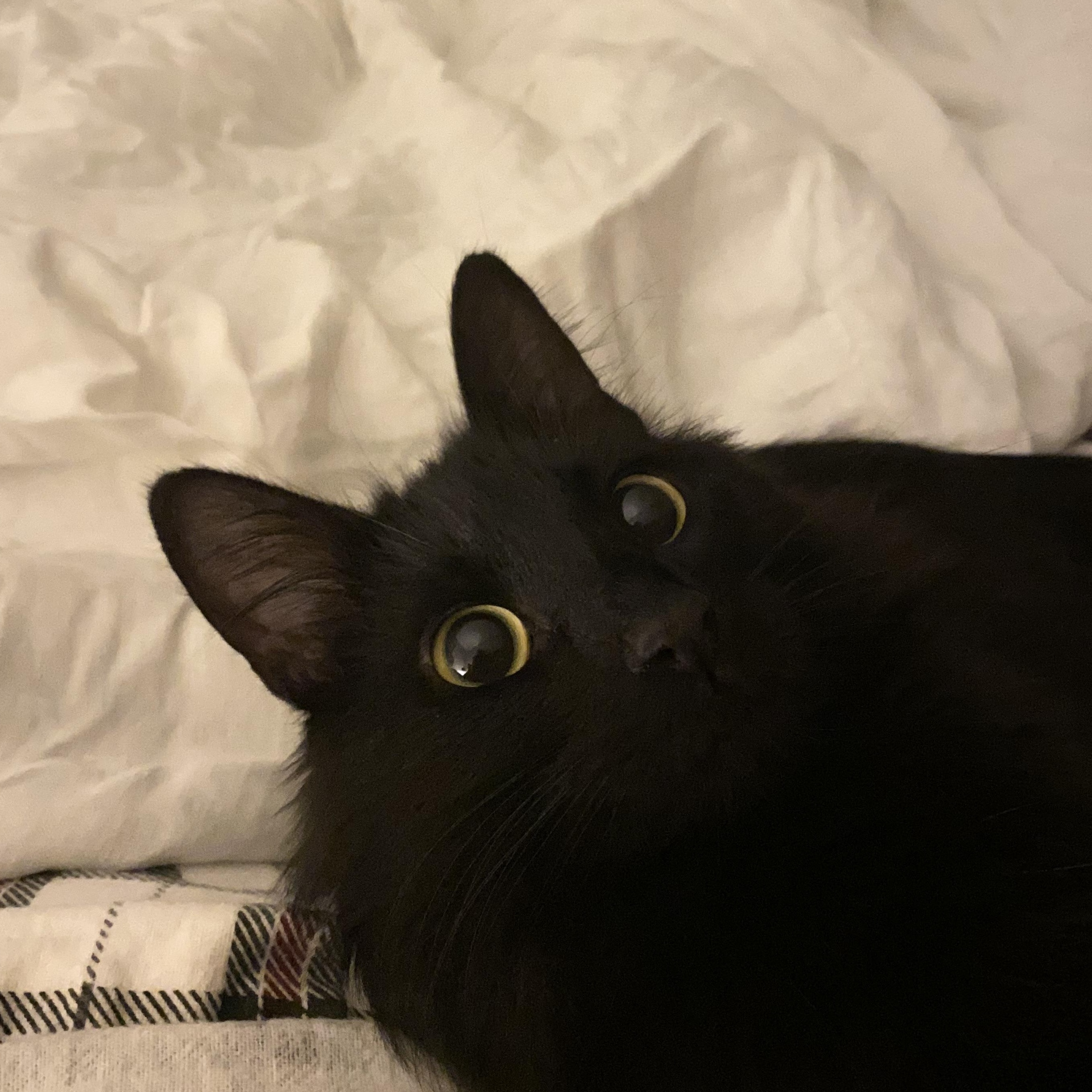 Jayquellin, adopted, Young Female Domestic Medium Hair.