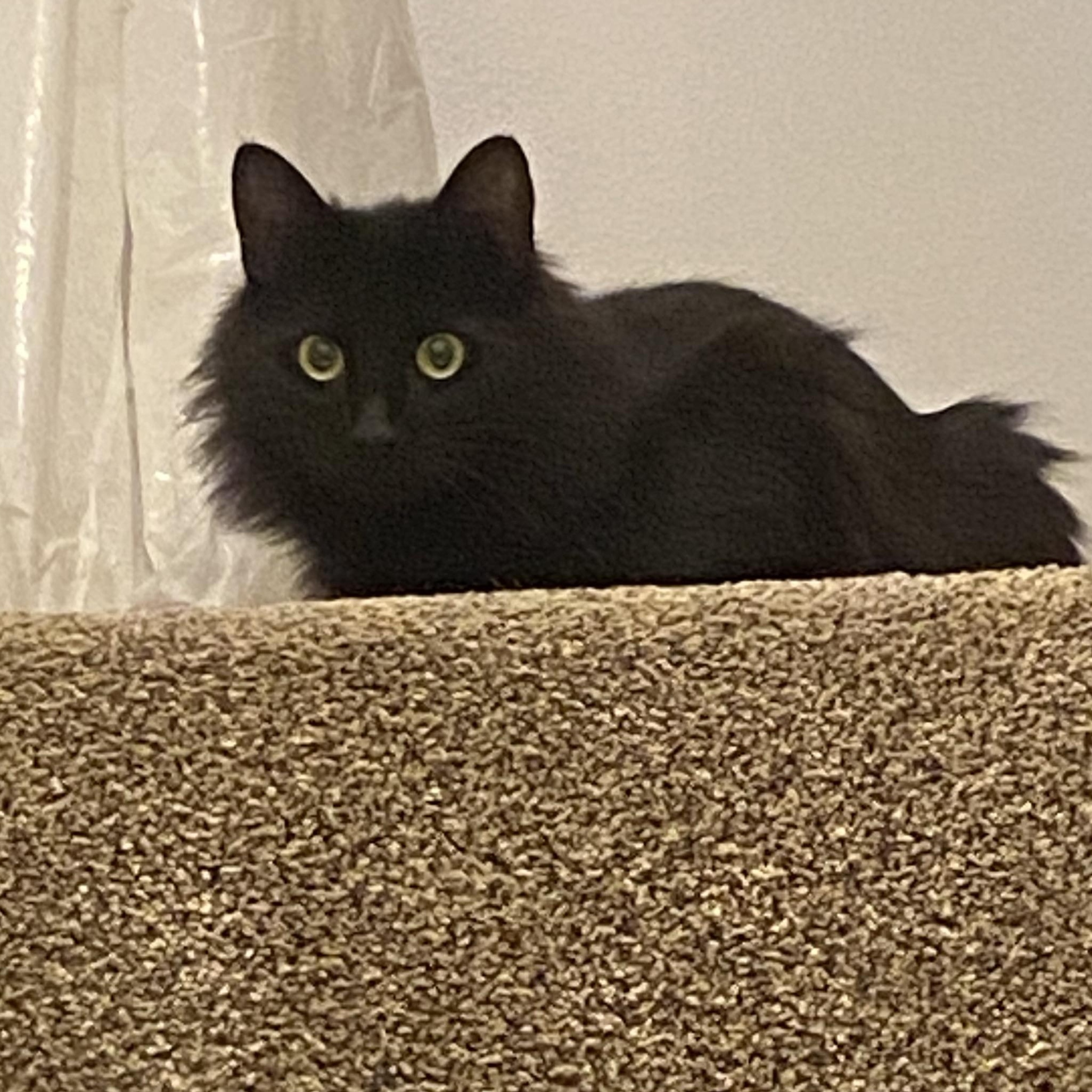 Enlarge Jayquellin, an adopted Domestic Medium Hair in Medford, OR image 3/3