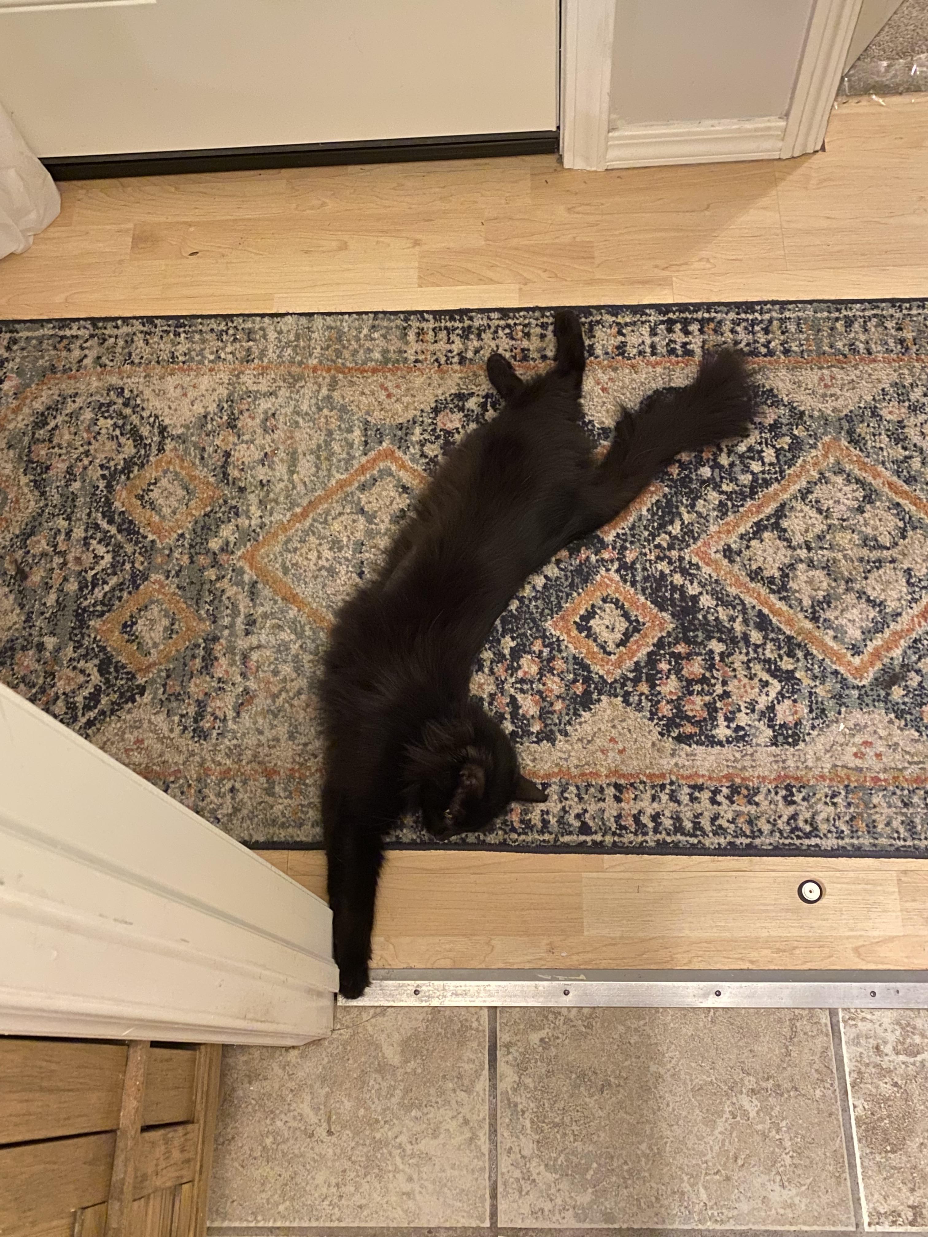 Enlarge Jayquellin, an adopted Domestic Medium Hair in Medford, OR image 2/3