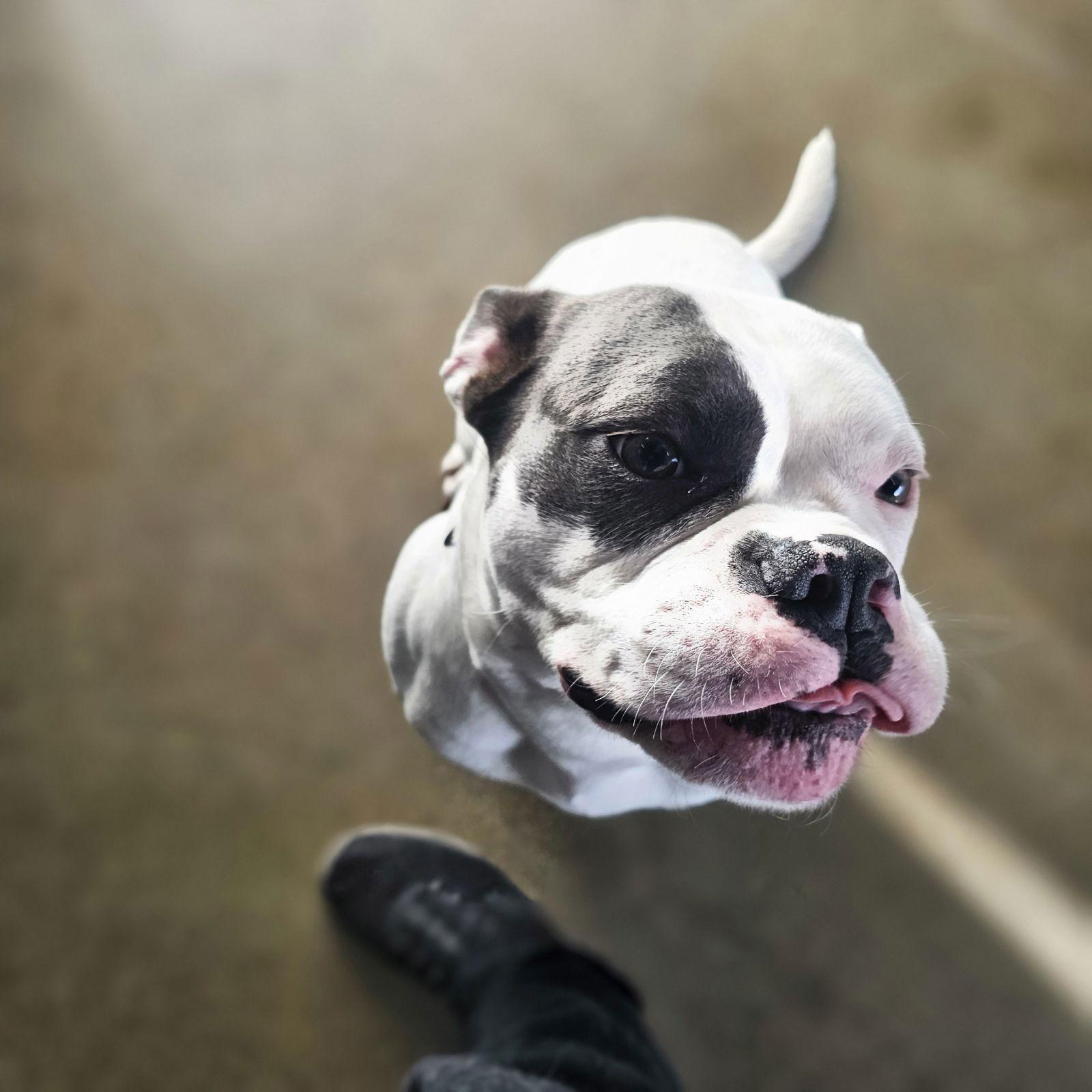 Enlarge WANDA, a Adoptable Boxer in Los Angeles, CA image 1/3