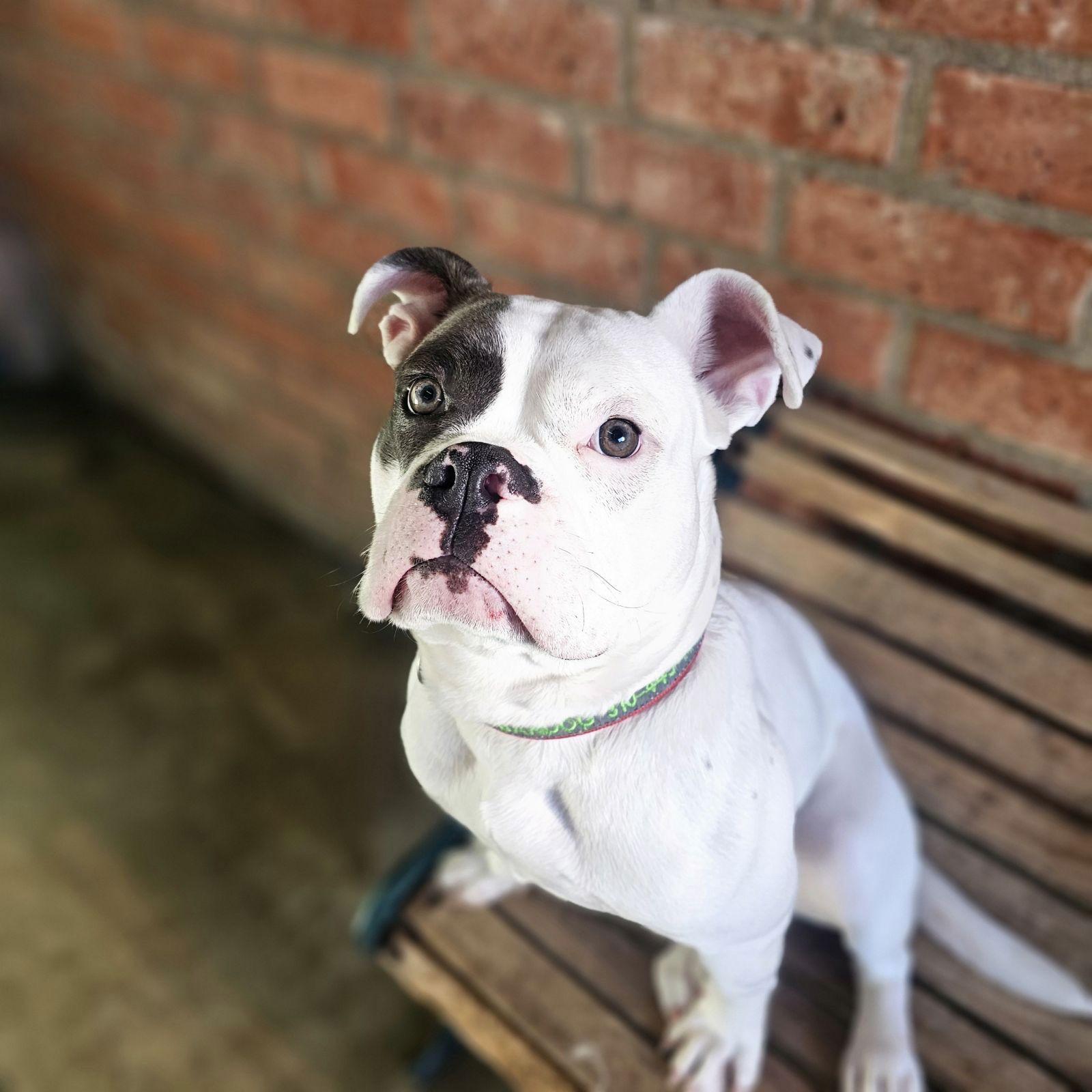 Enlarge WANDA, a Adoptable Boxer in Los Angeles, CA image 2/3