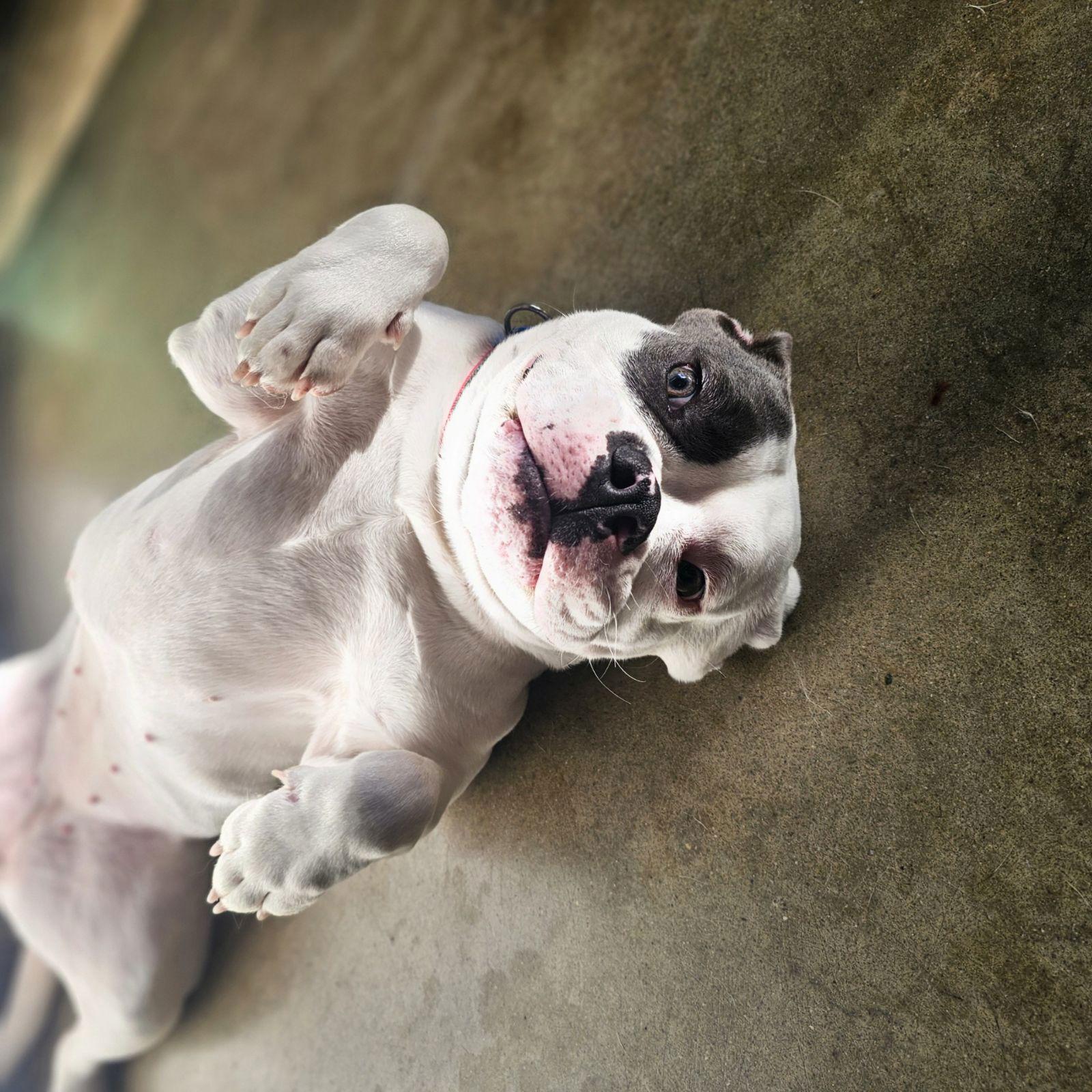 Enlarge WANDA, a Adoptable Boxer in Los Angeles, CA image 3/3