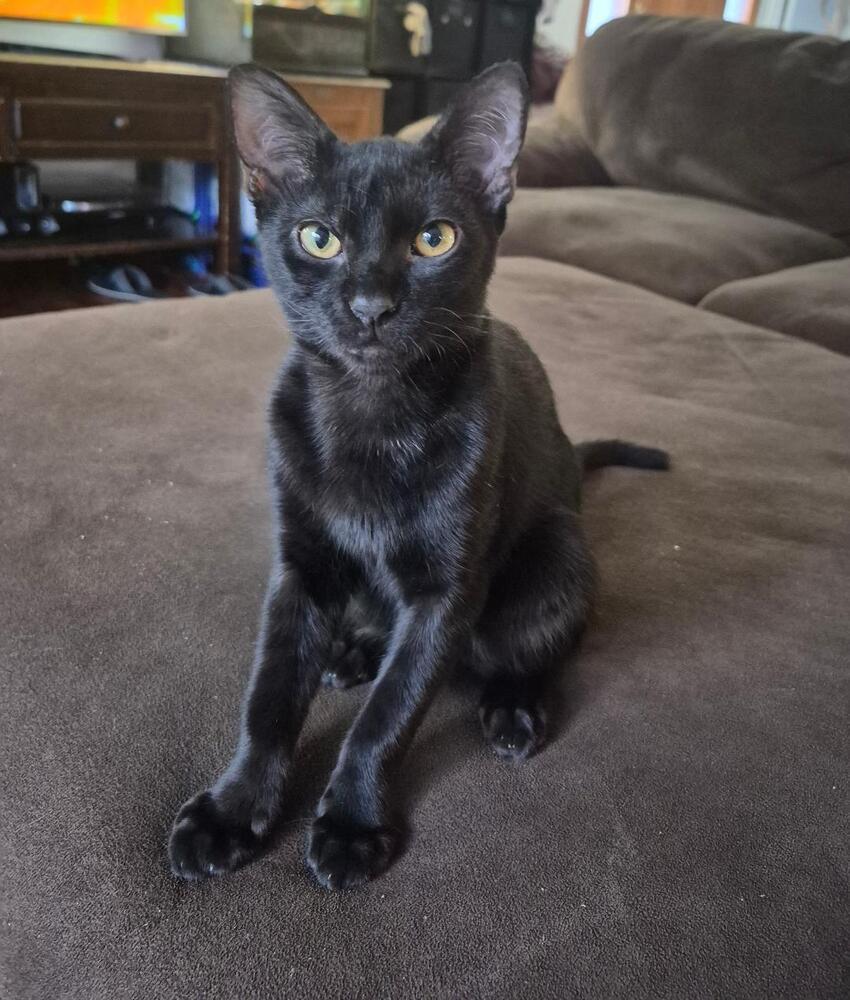 Enlarge Bagheera, a Adoptable Domestic Short Hair in Oceanside, CA image 2/6