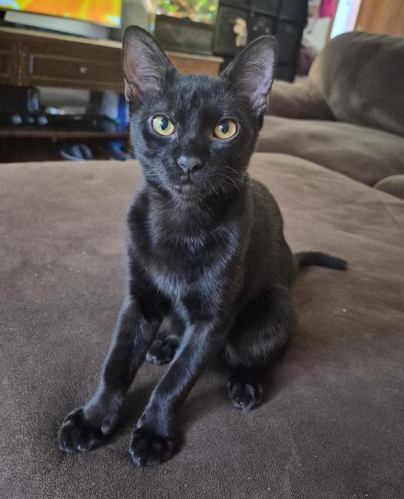 Enlarge Bagheera, a Adoptable Domestic Short Hair in Oceanside, CA image 3/6