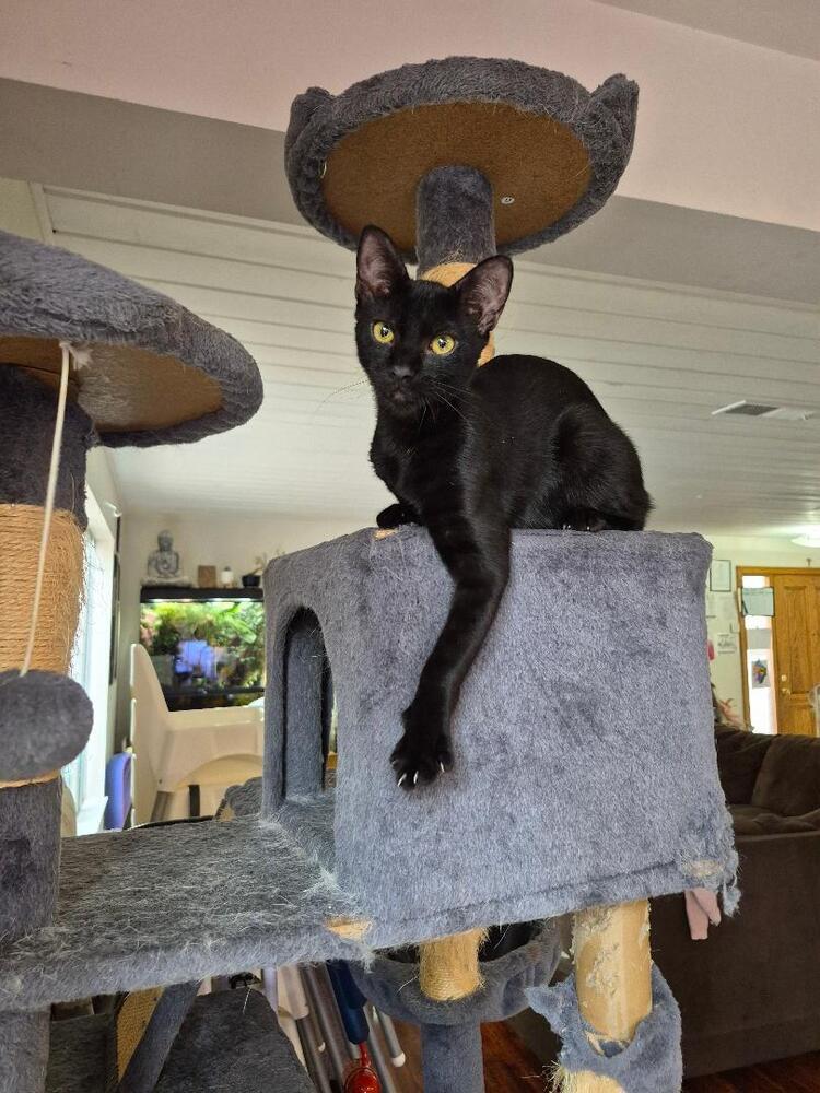 Enlarge Bagheera, a Adoptable Domestic Short Hair in Oceanside, CA image 4/6