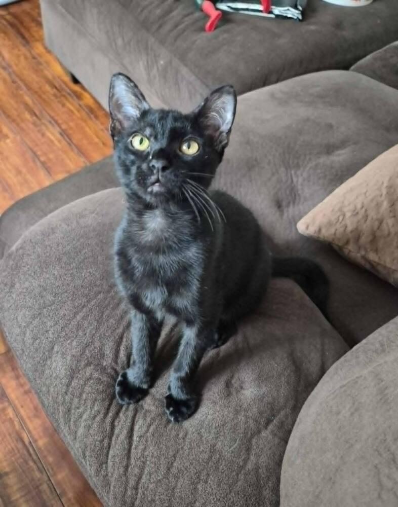 Enlarge Bagheera, a Adoptable Domestic Short Hair in Oceanside, CA image 5/6