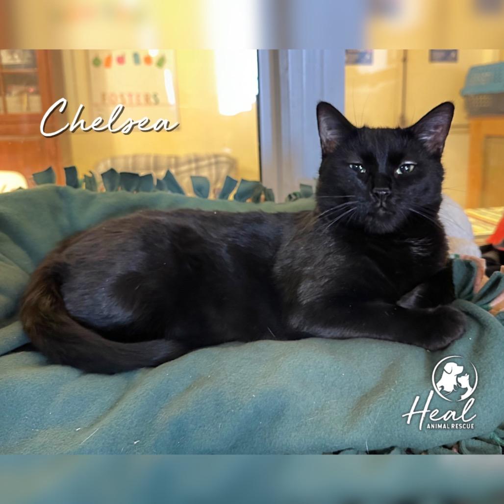 Chelsea, Adoptable, Young Female Domestic Short Hair.