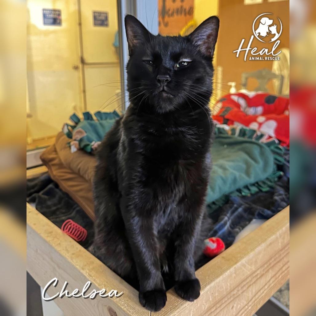 Enlarge Chelsea, a Adoptable Domestic Short Hair in Youngwood, PA image 2/2