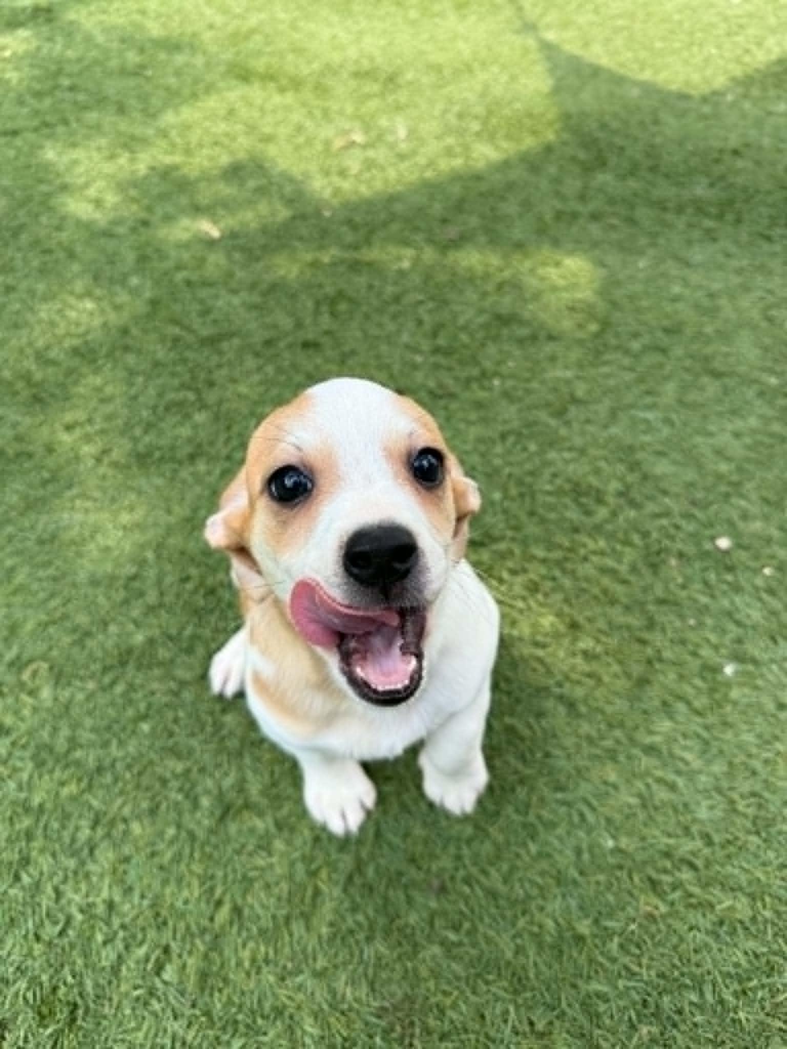 Rhubarb, Adoptable, Puppy Female Beagle.