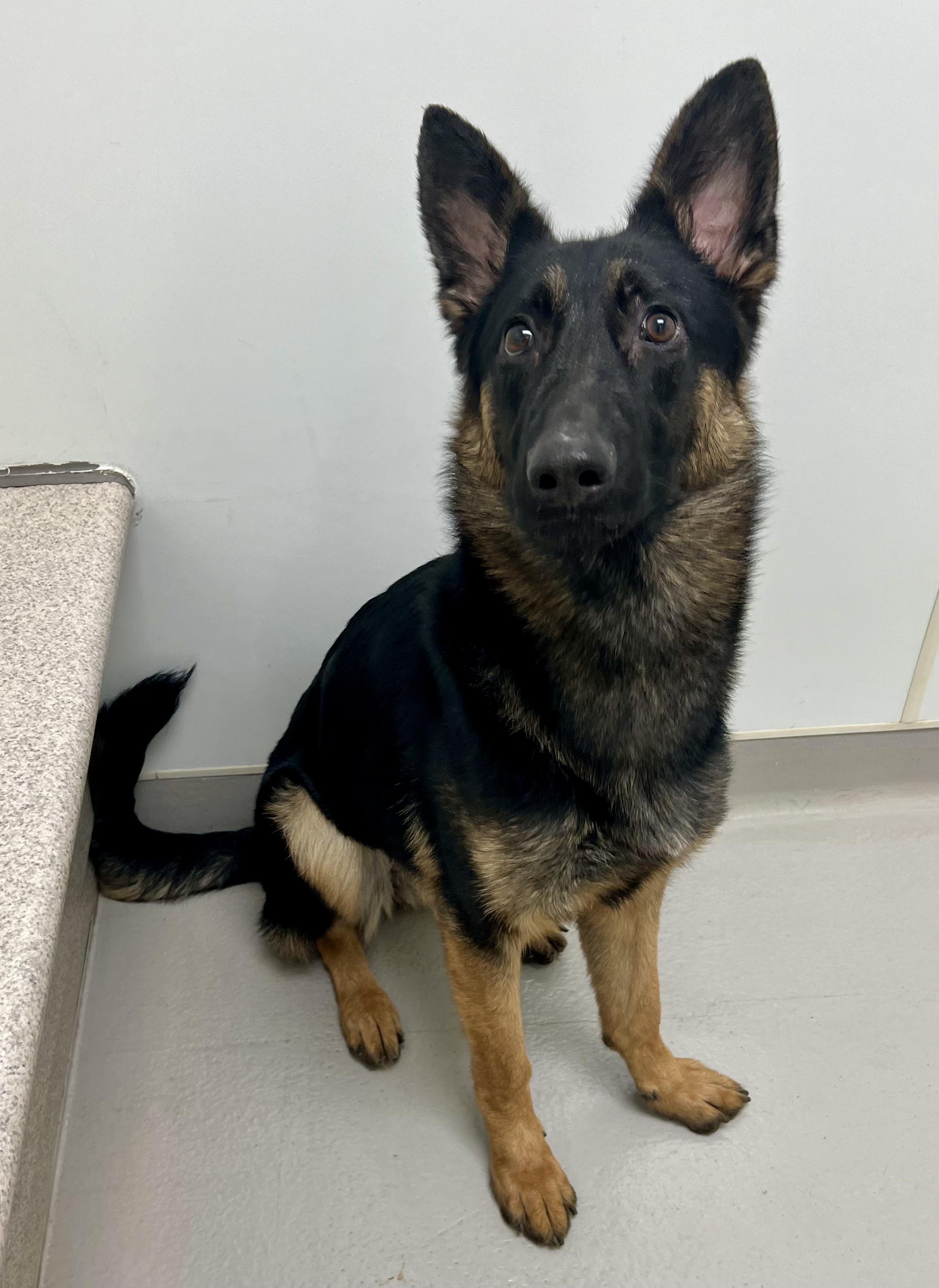 Enlarge Star, a ADOPTABLE mixed breed in Danville, IN image 2/4