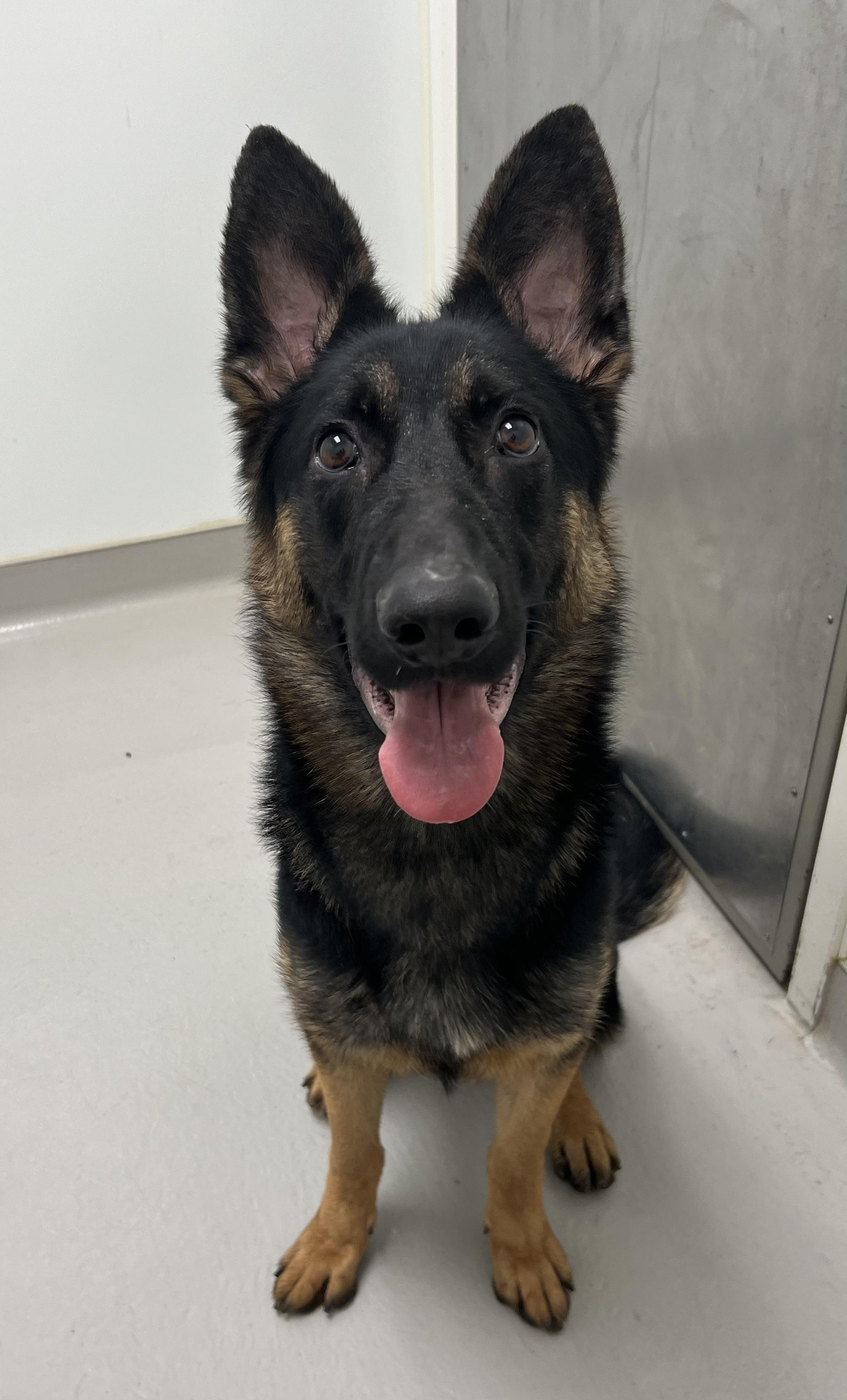 Enlarge Star, a ADOPTABLE mixed breed in Danville, IN image 3/4