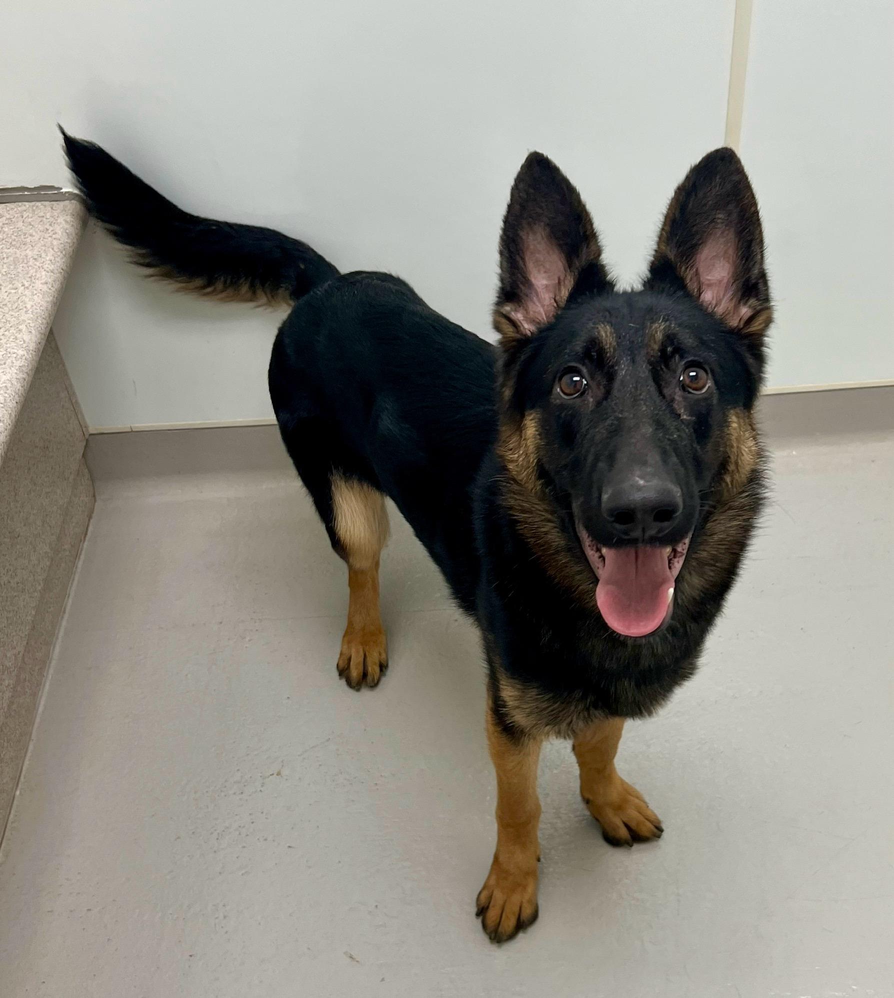 Enlarge Star, a ADOPTABLE mixed breed in Danville, IN image 4/4