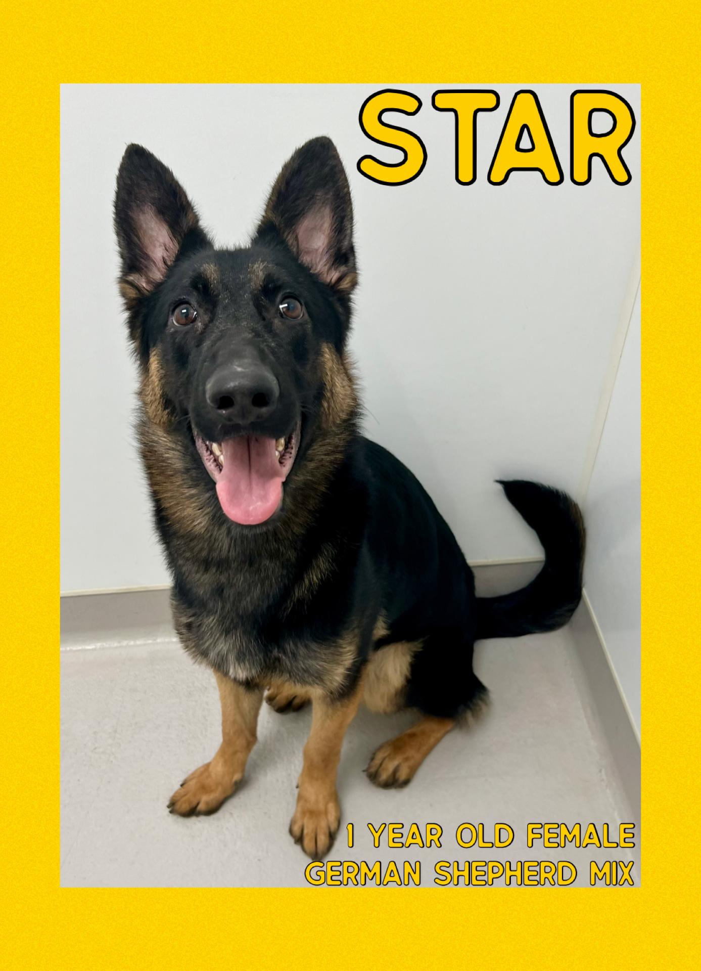 Star, ADOPTABLE, Young Female German Shepherd Dog.