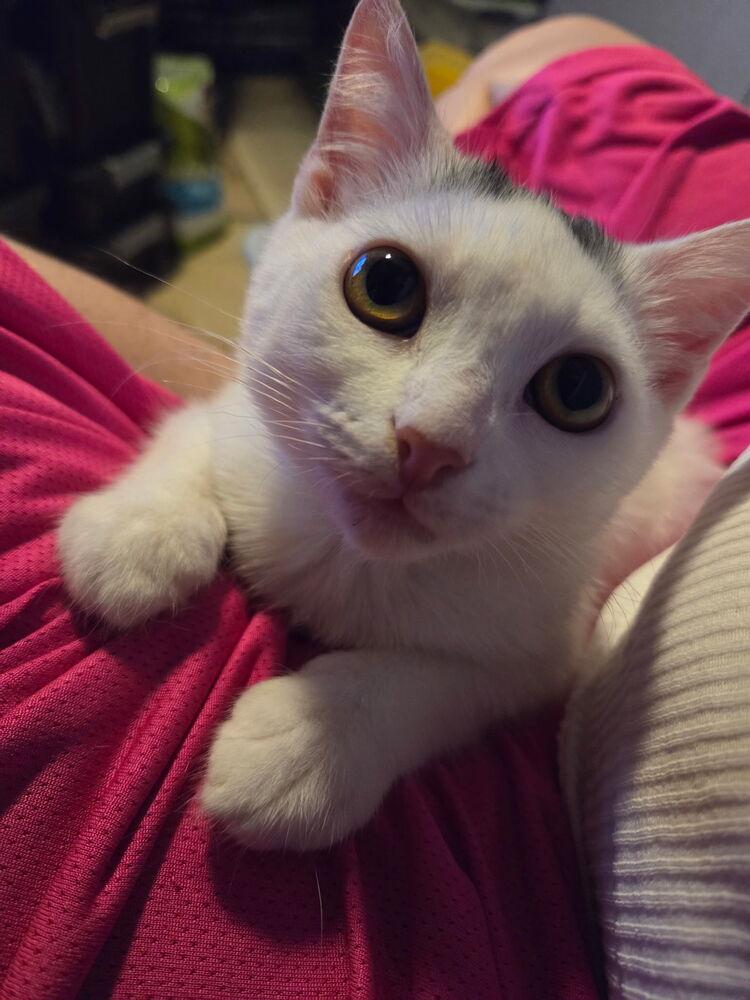 Bunny, Adoptable, Kitten Female Domestic Short Hair.