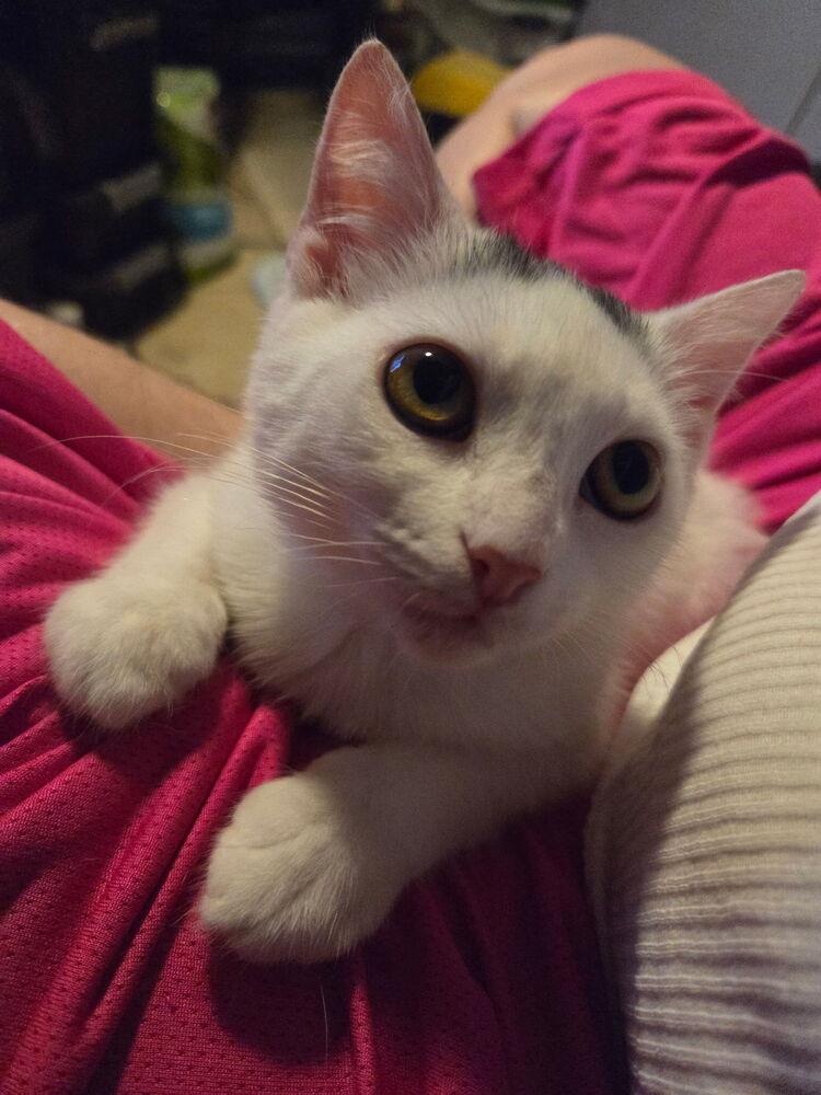 Enlarge Bunny, a Adoptable Domestic Short Hair in Deltona, FL image 2/2