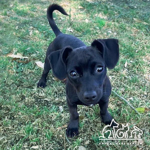 MR. SANCHEZ, Adoptable, Young Male Chihuahua.