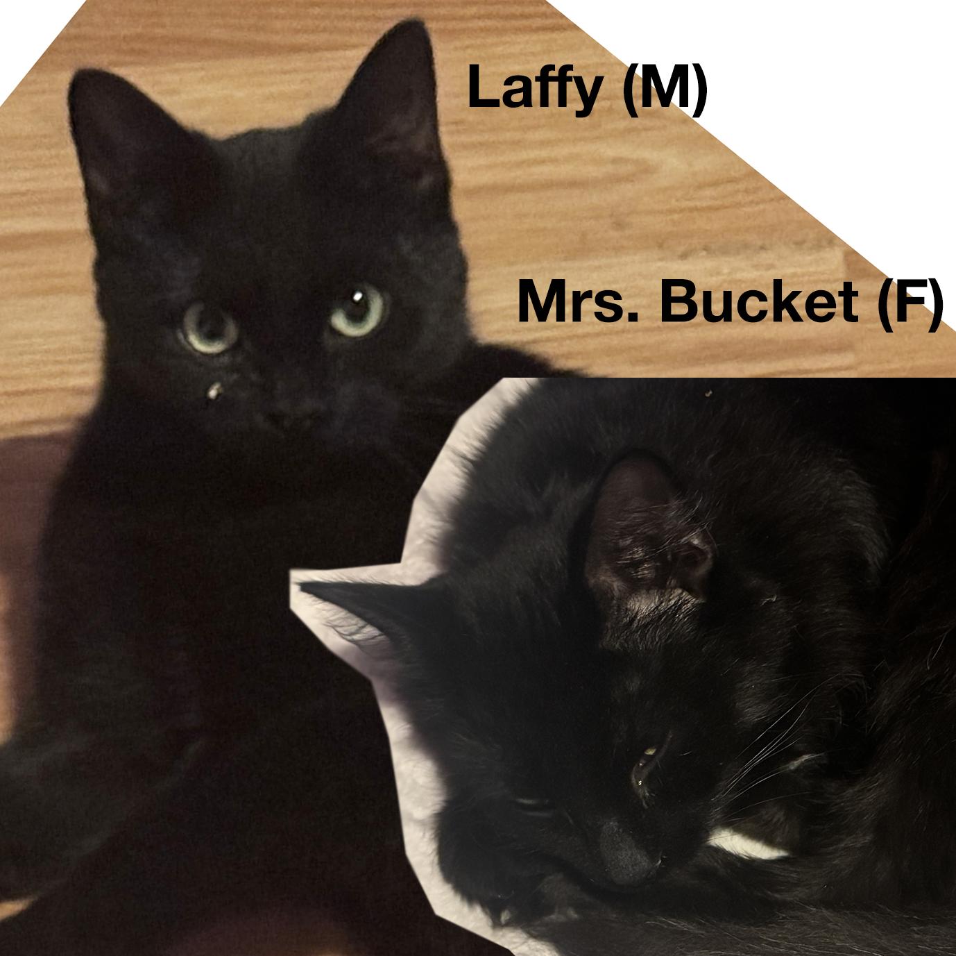Enlarge Laffy & Mrs. Bucket BFFs, an adoptable Domestic Long Hair in Fair Haven, VT image 1/5