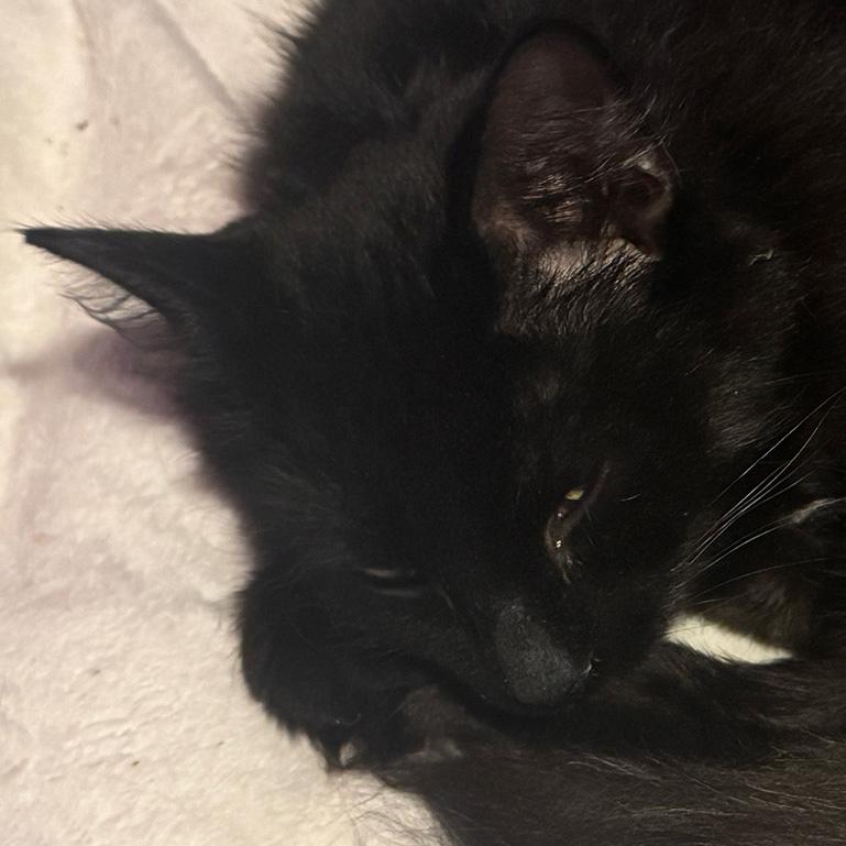 Enlarge Laffy & Mrs. Bucket BFFs, an adoptable Domestic Long Hair in Fair Haven, VT image 2/5