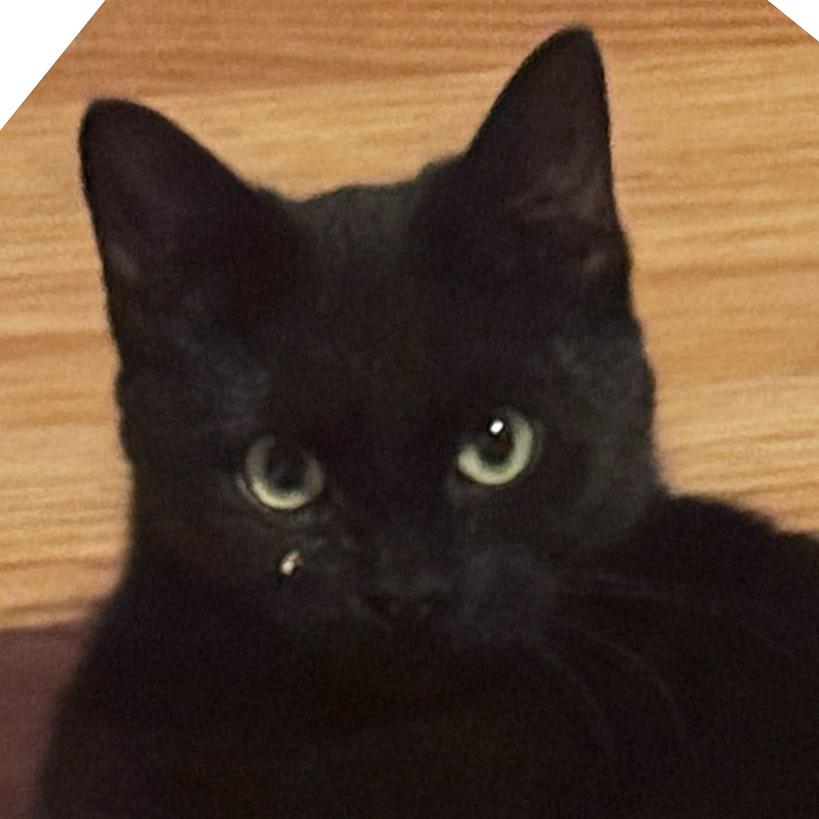 Enlarge Laffy & Mrs. Bucket BFFs, an adoptable Domestic Long Hair in Fair Haven, VT image 3/5