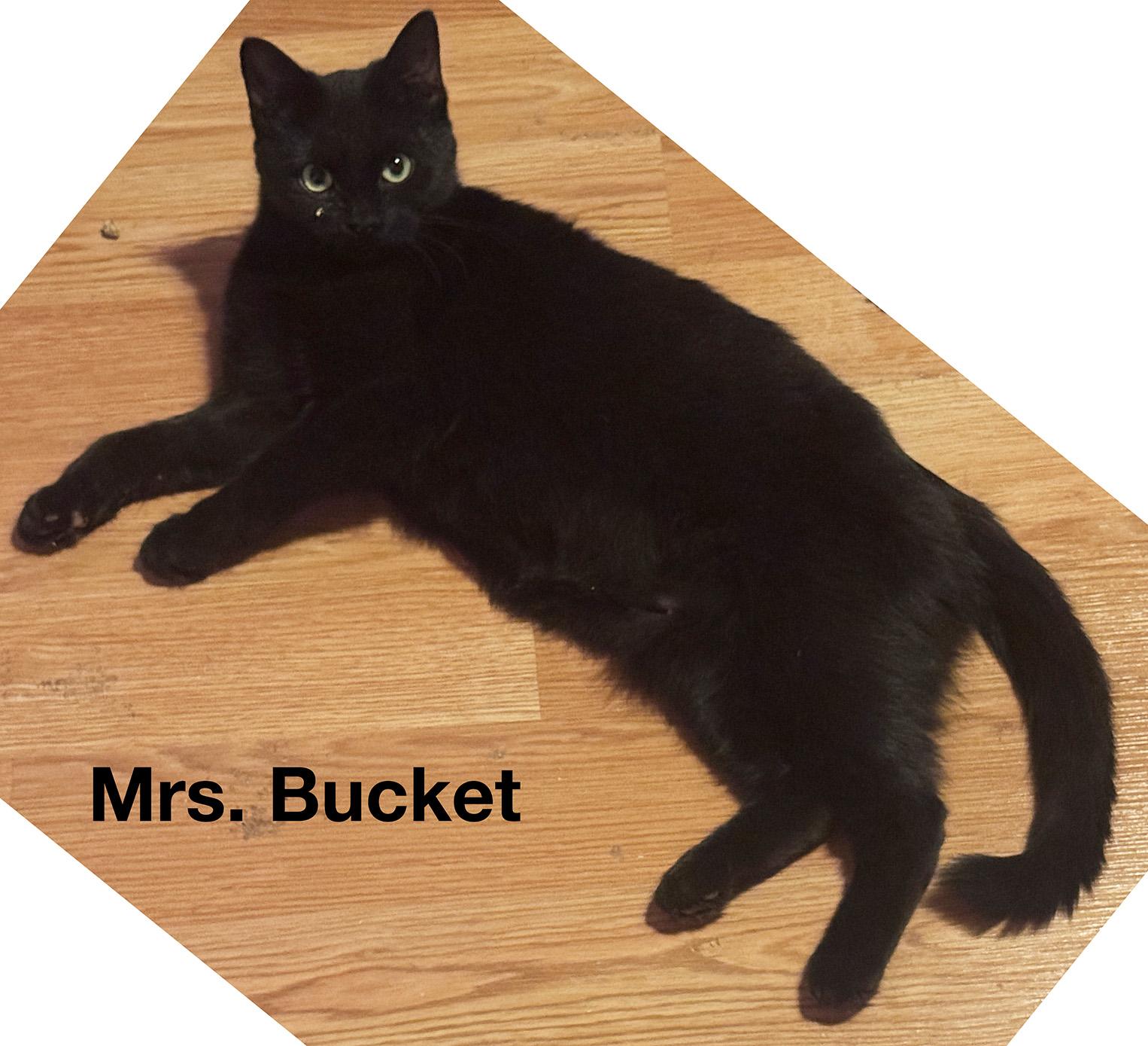 Enlarge Laffy & Mrs. Bucket BFFs, an adoptable Domestic Long Hair in Fair Haven, VT image 4/5