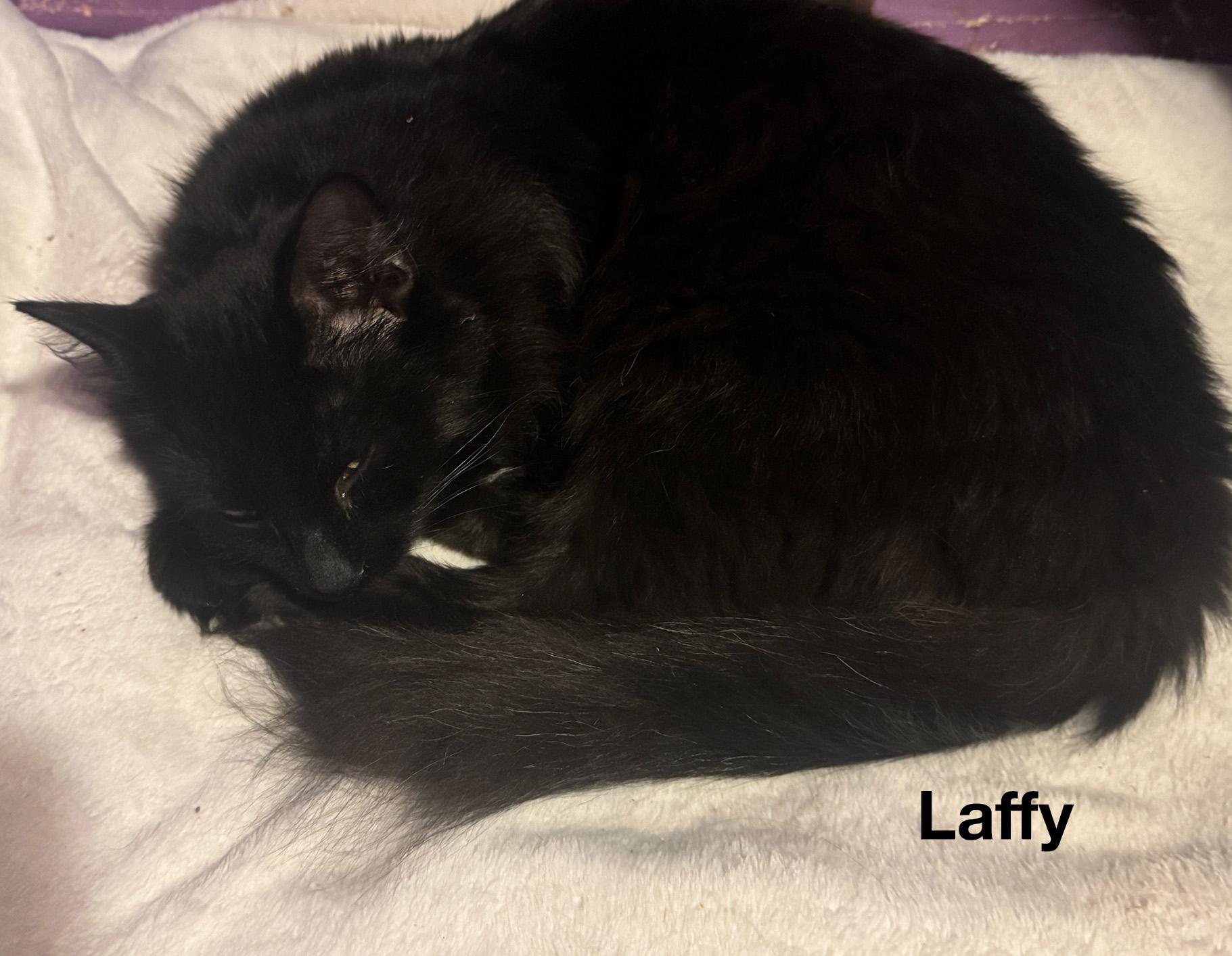 Enlarge Laffy & Mrs. Bucket BFFs, an adoptable Domestic Long Hair in Fair Haven, VT image 5/5