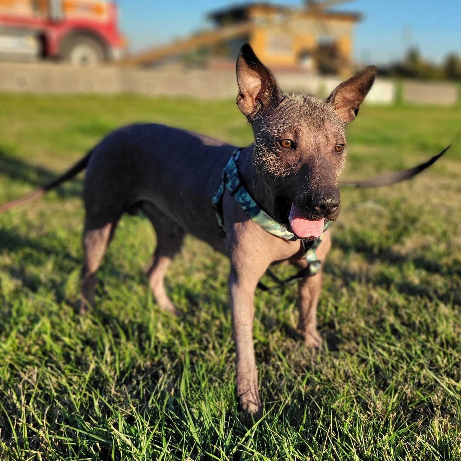 Enlarge Pete, a Adopted Xoloitzcuintli / Mexican Hairless in Abbotsford, BC image 2/4
