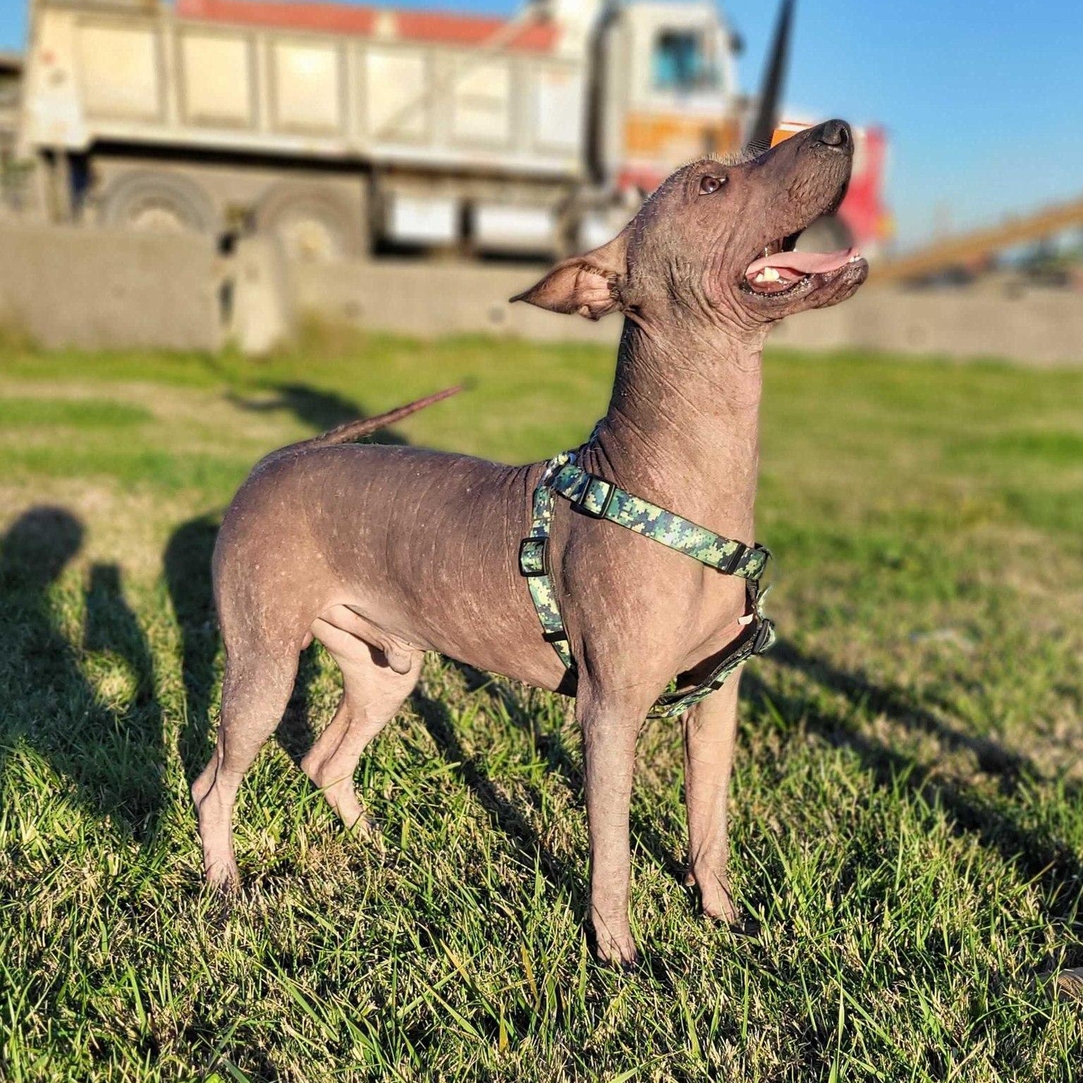 Pete, Adopted, Adult Male Xoloitzcuintli / Mexican Hairless.
