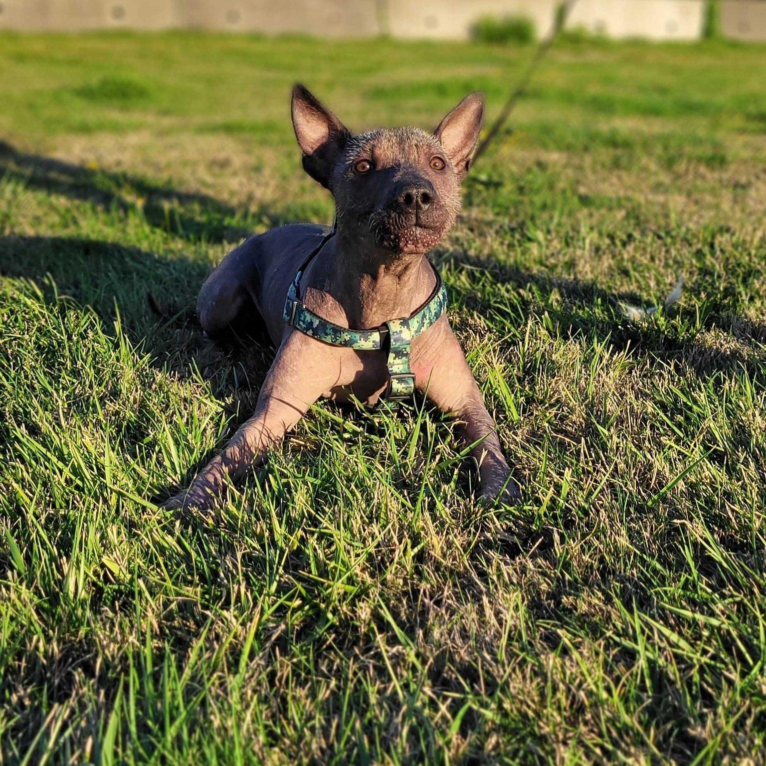 Enlarge Pete, a Adopted Xoloitzcuintli / Mexican Hairless in Abbotsford, BC image 3/4