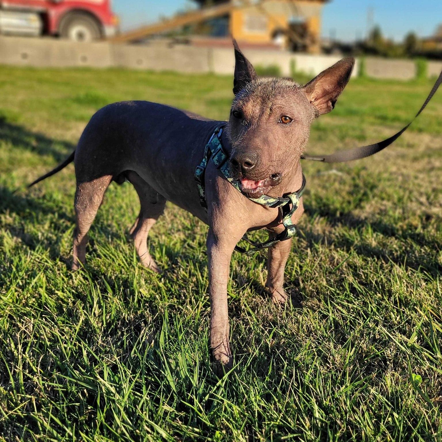 Enlarge Pete, a Adopted Xoloitzcuintli / Mexican Hairless in Abbotsford, BC image 4/4