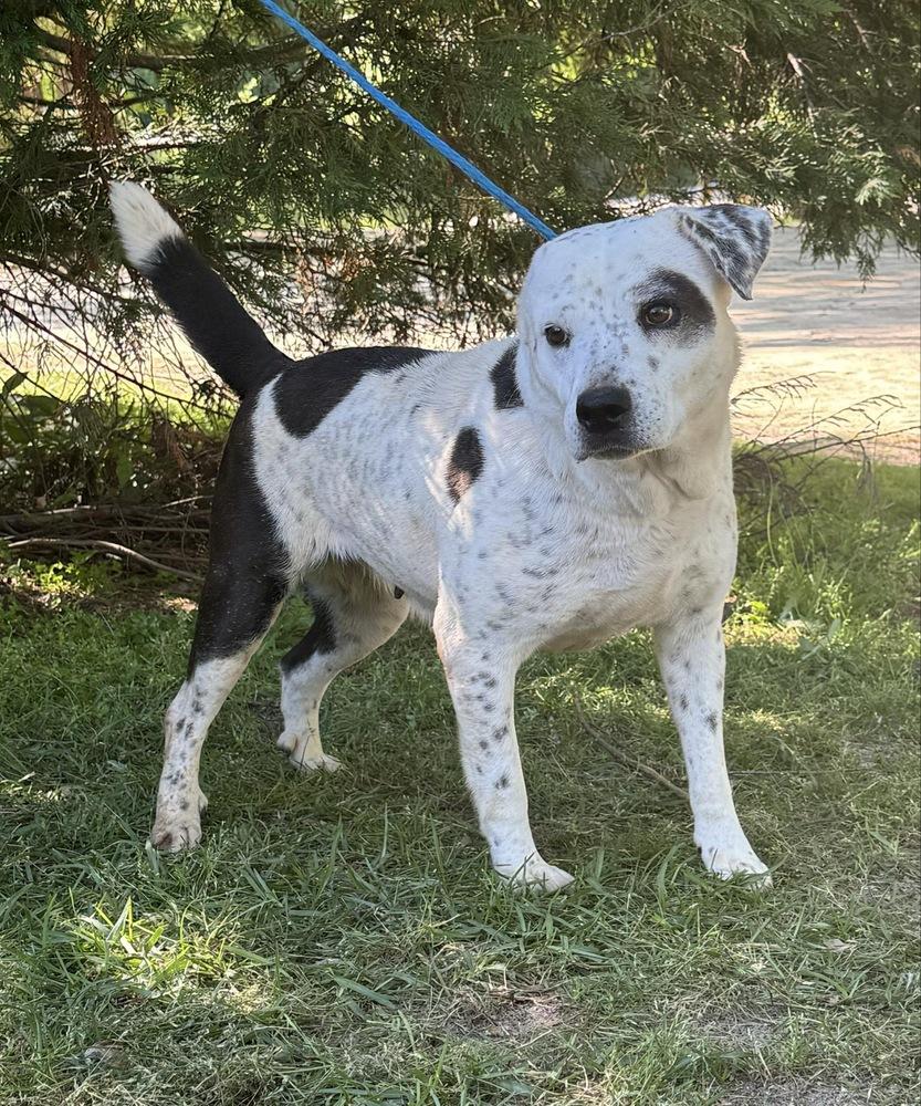 Cookie, Adoptable, Adult Female Pointer.
