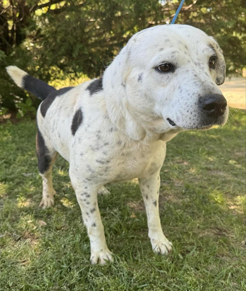 Enlarge Cookie, a Adoptable Pointer in Troy, AL image 2/2
