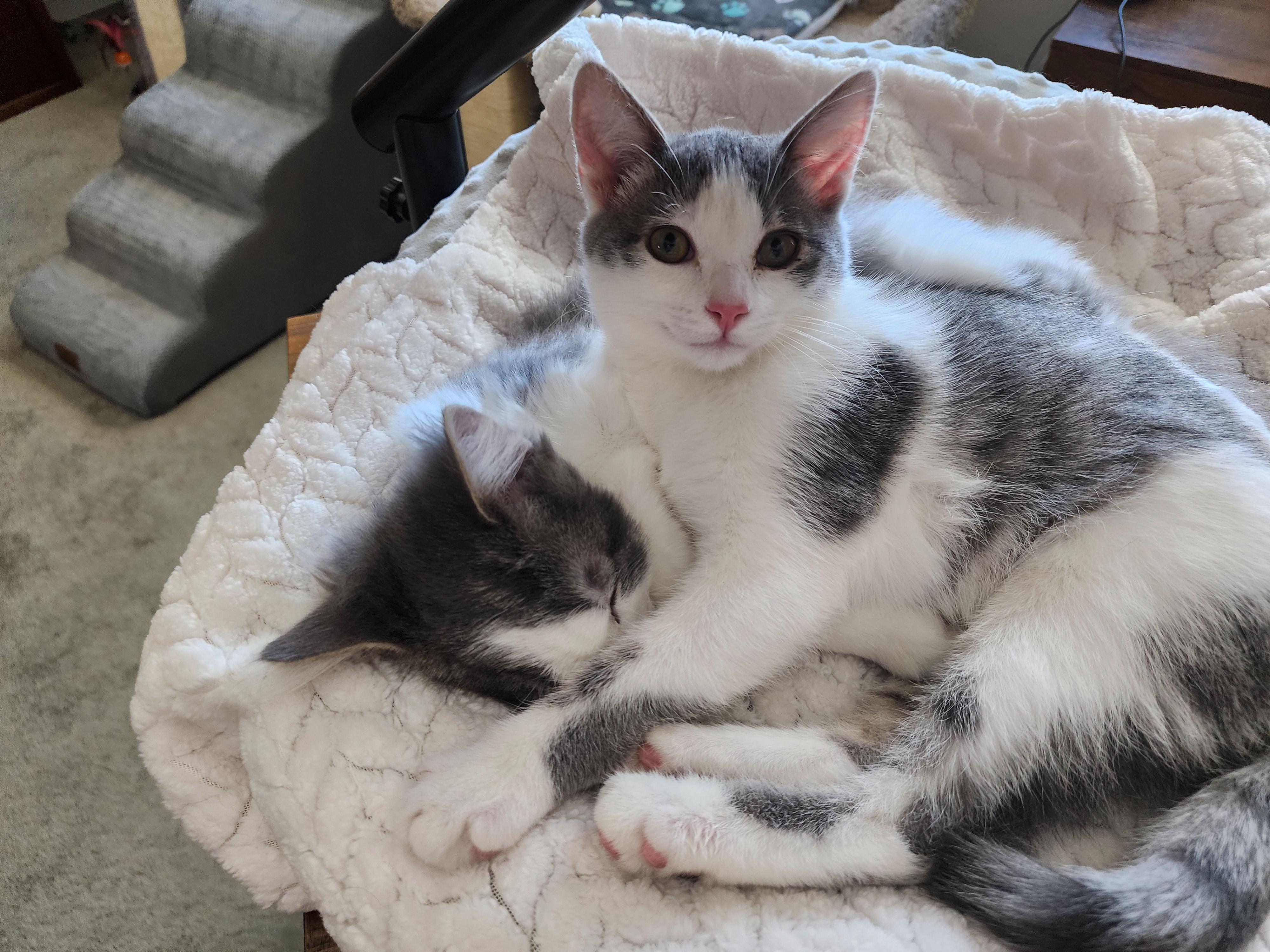 Enlarge Parker, a Adopted mixed breed in Carson City, NV image 1/3