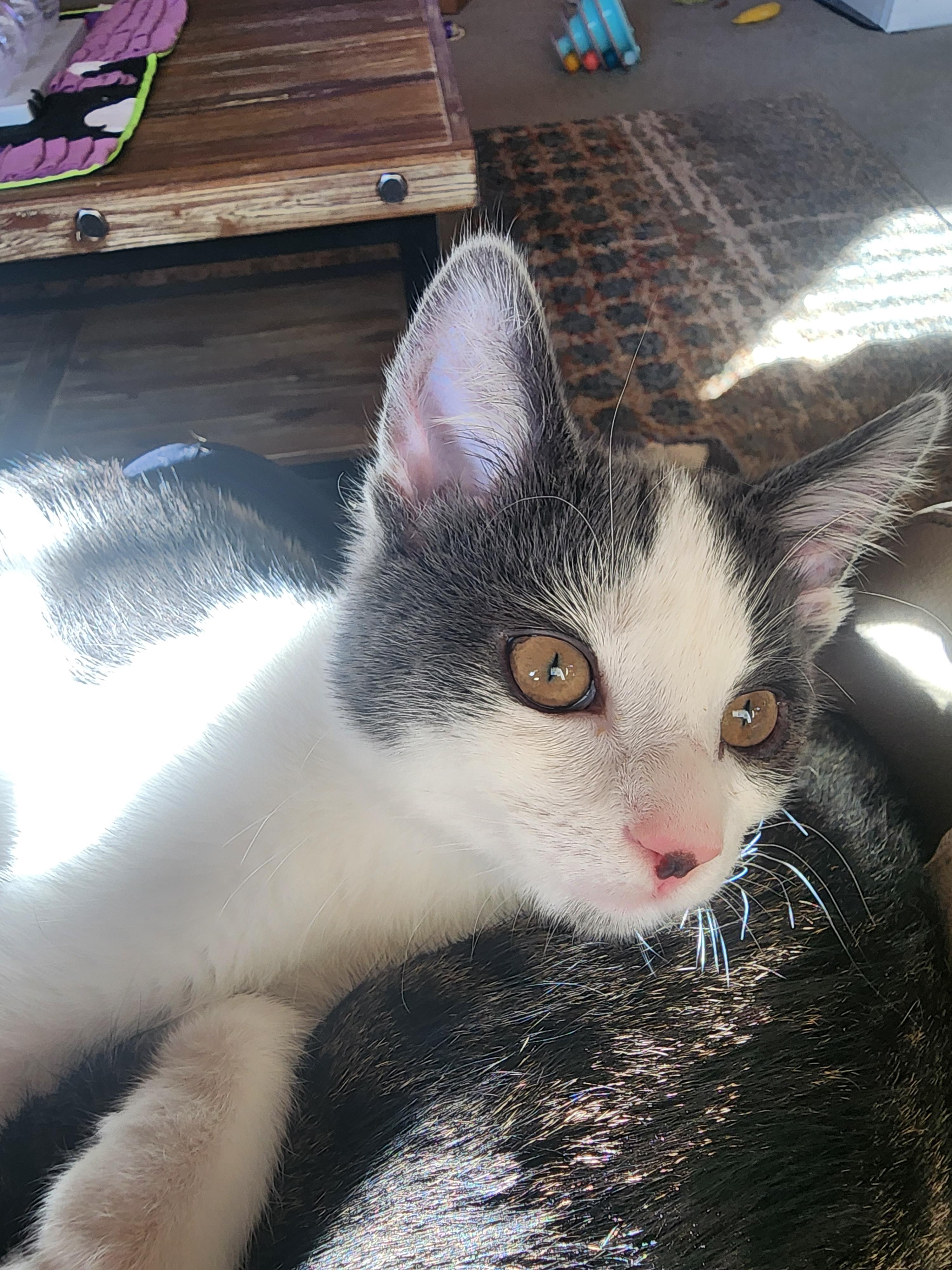 Enlarge Parker, a Adopted mixed breed in Carson City, NV image 2/3