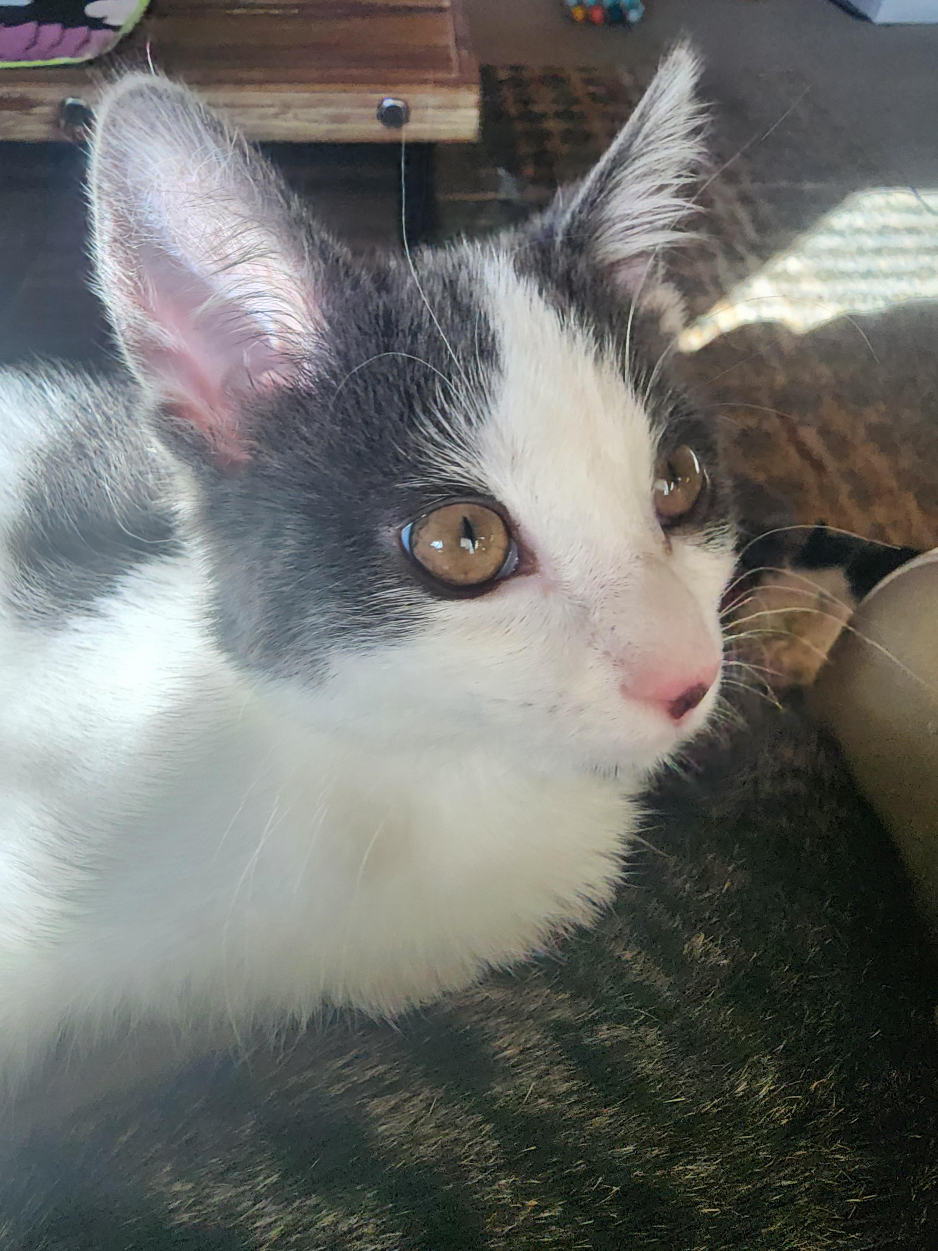 Enlarge Parker, a Adopted mixed breed in Carson City, NV image 3/3