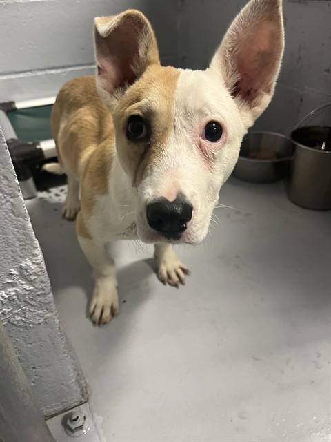 Enlarge NOAH, a Adoptable mixed breed in Augusta, GA image 1/1