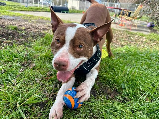 Enlarge MAXIMUS, a Adoptable mixed breed in McKinleyville, CA image 1/1