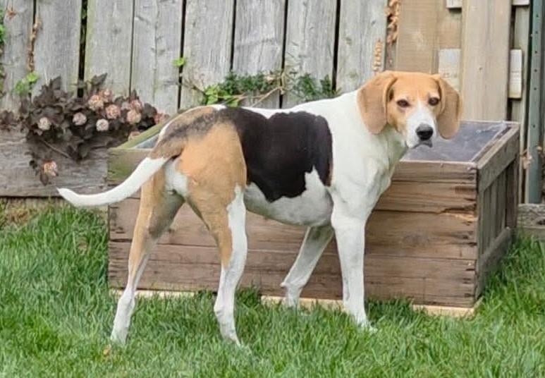Elly May -- HELP Needed ASAP, a ADOPTABLE Treeing Walker Coonhound in North Bay, ON image 3/3