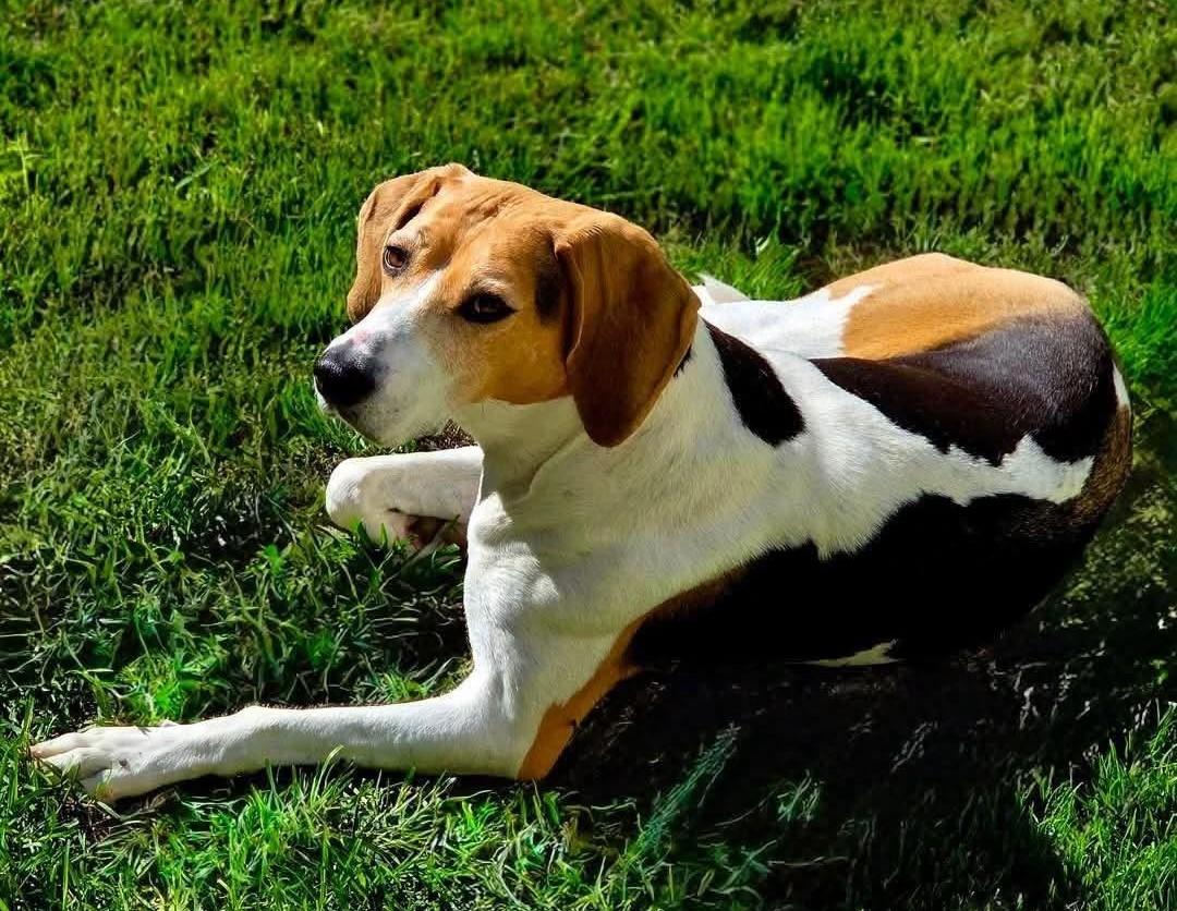 Elly May -- HELP Needed ASAP, a ADOPTABLE Treeing Walker Coonhound in North Bay, ON image 2/3