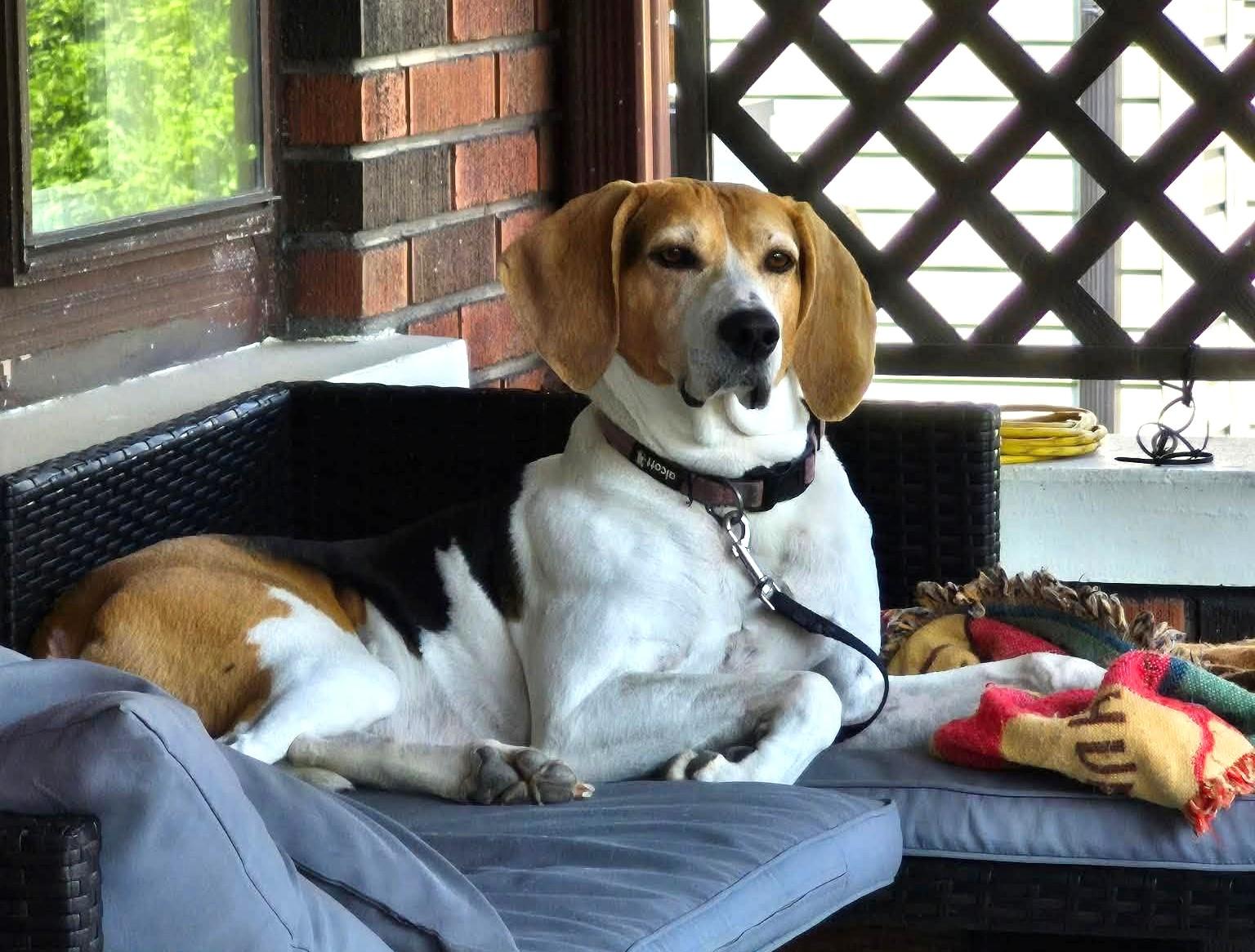 Elly May -- HELP Needed ASAP, a ADOPTABLE Treeing Walker Coonhound in North Bay, ON image 1/3