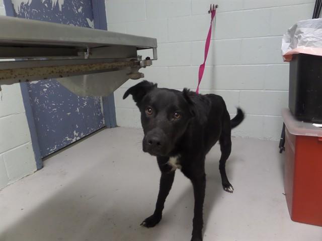 TIPTOE, Adoptable, Young Male Labrador Retriever.