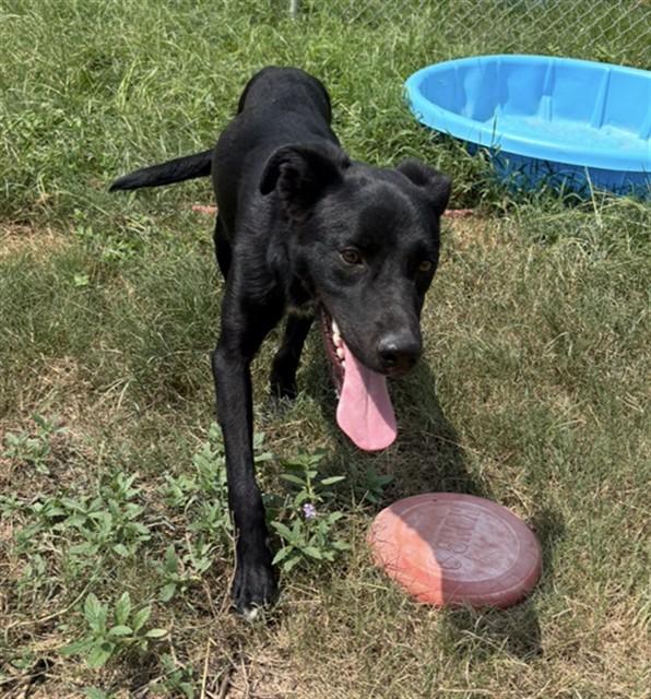 Enlarge TIPTOE, a Adoptable Labrador Retriever in Augusta, GA image 1/1