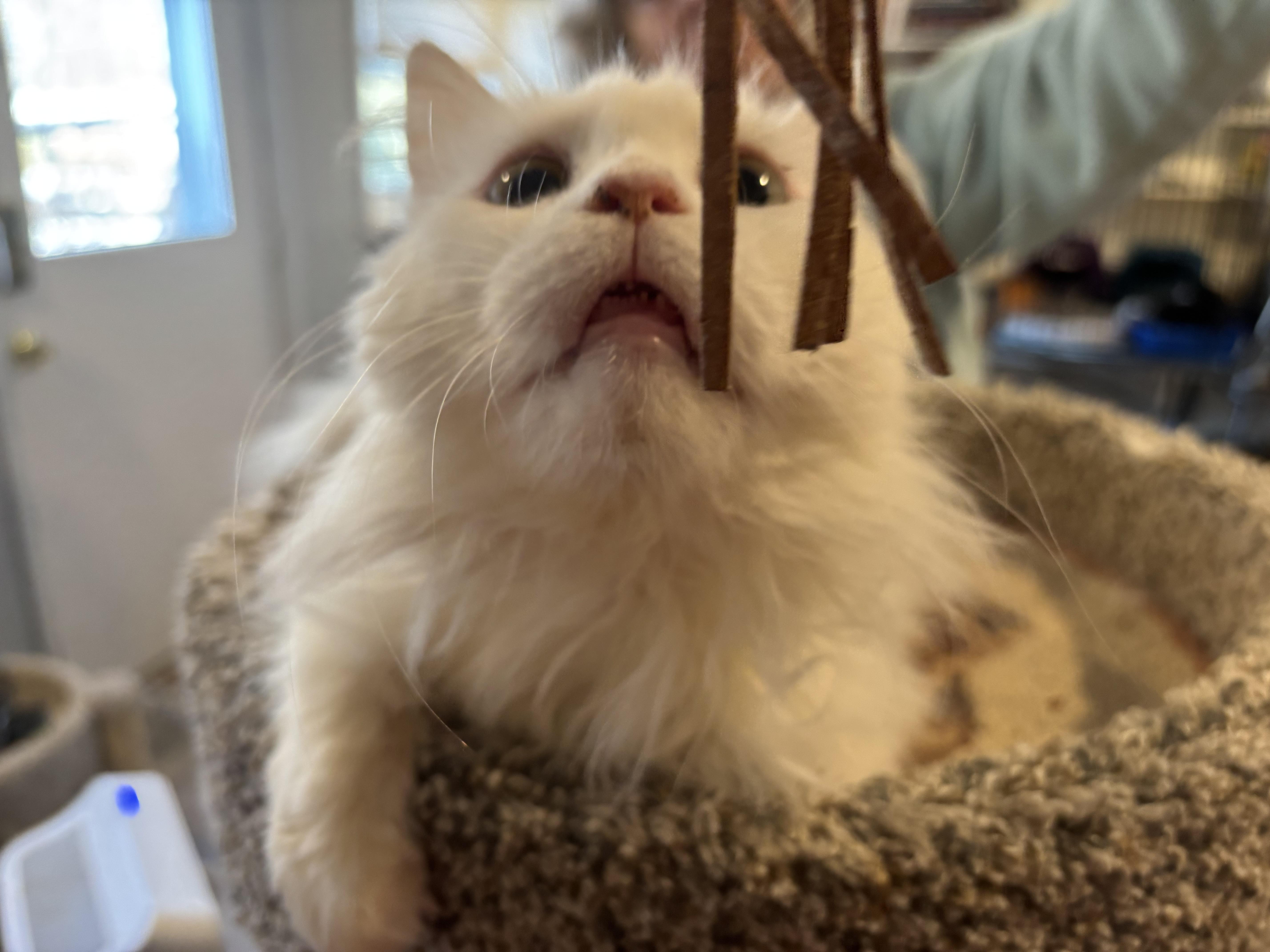 Enlarge Lola (Persian), a ADOPTABLE Persian in Fairfax, VA image 2/4
