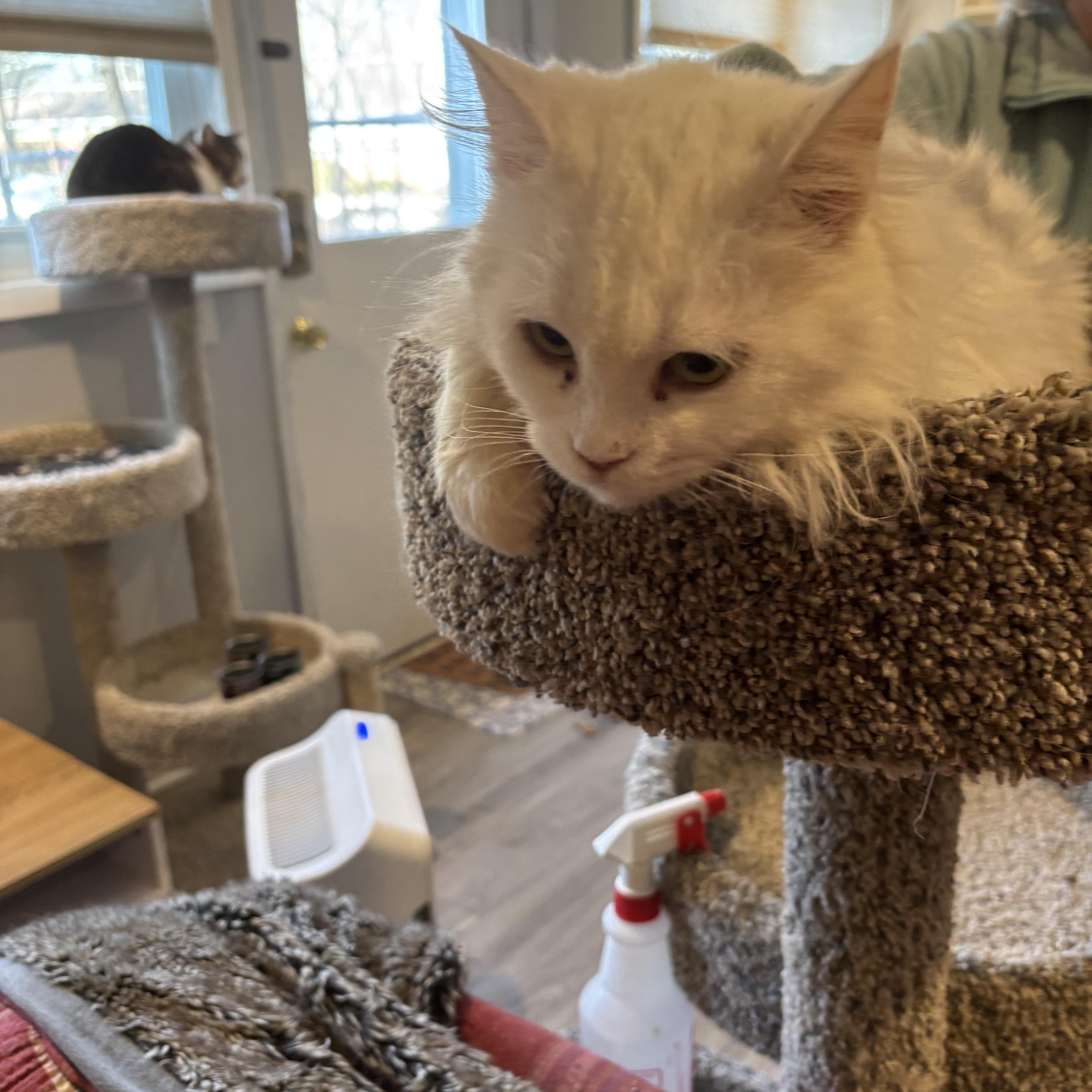 Enlarge Lola (Persian), a ADOPTABLE Persian in Fairfax, VA image 4/4