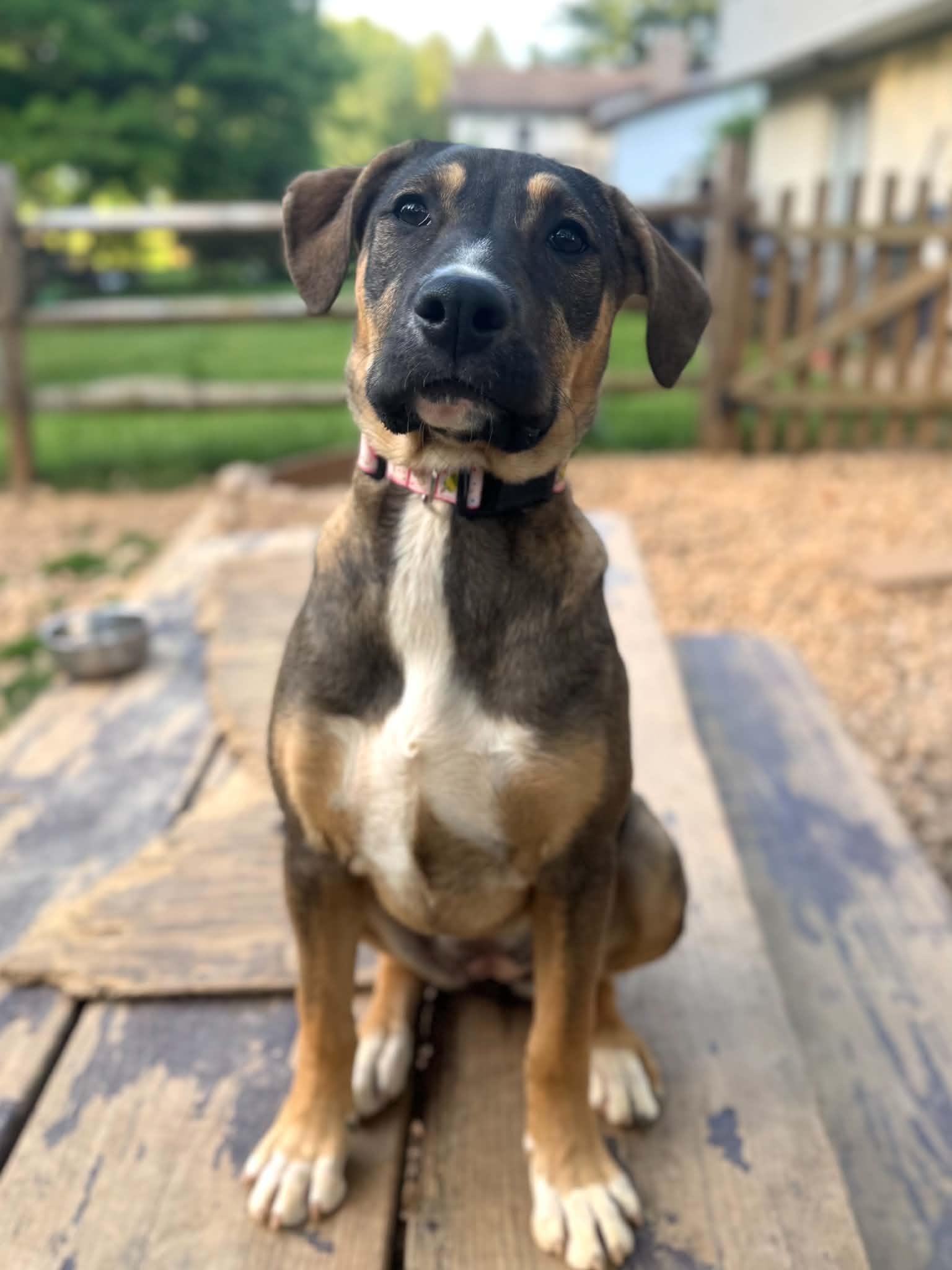 Peeper, a ADOPTABLE mixed breed in Jarrettsville, MD image 2/2